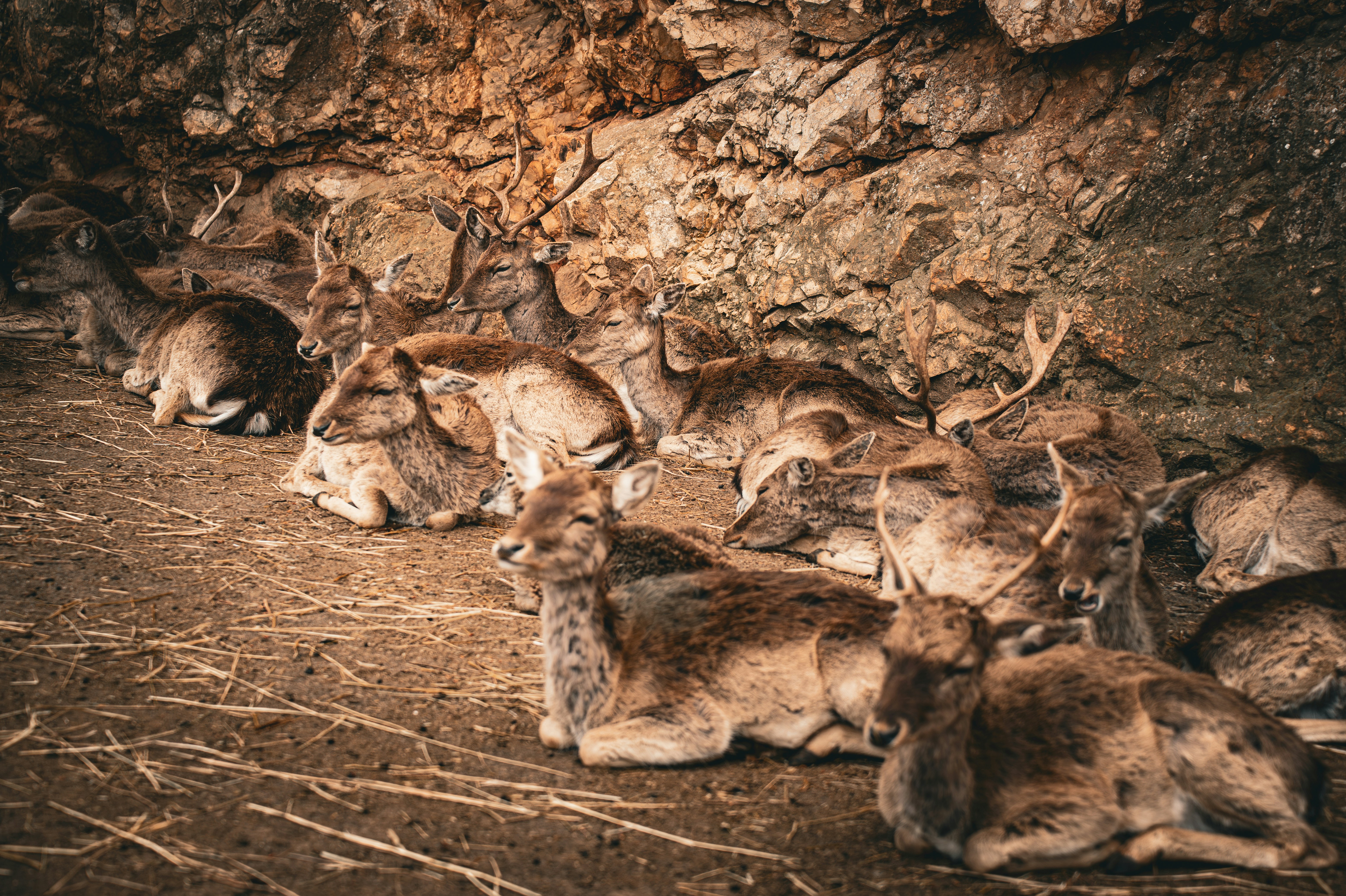 Deer rest comfortably near a rocky structure.