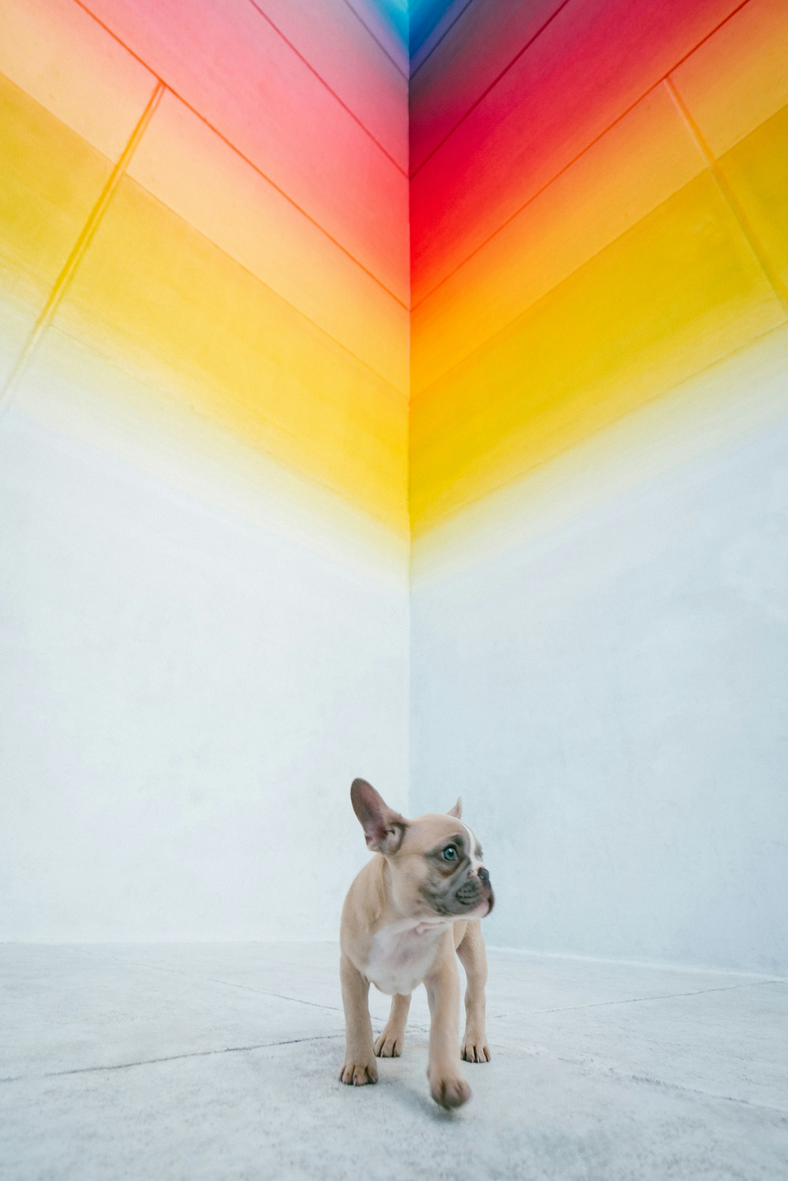 Puppy walks in front of a colorful wall.