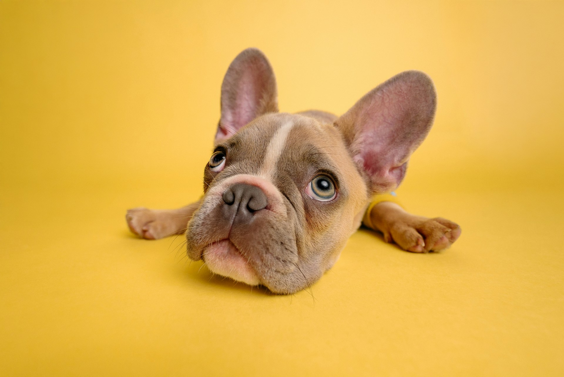 Adorable french bulldog poses against a yellow background.