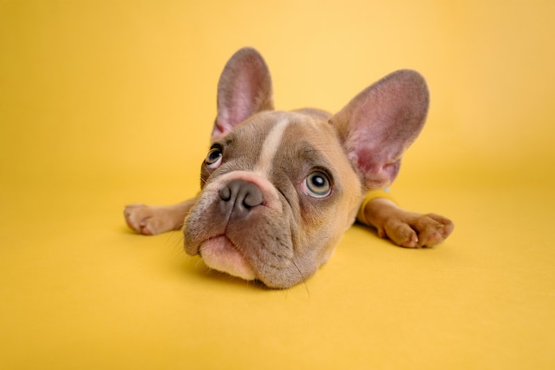 Franzoesische Bulldogge in Basel