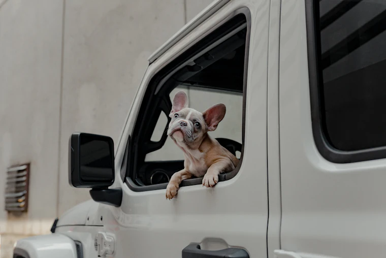 Perro asomado a la ventanilla durante un viaje en furgoneta