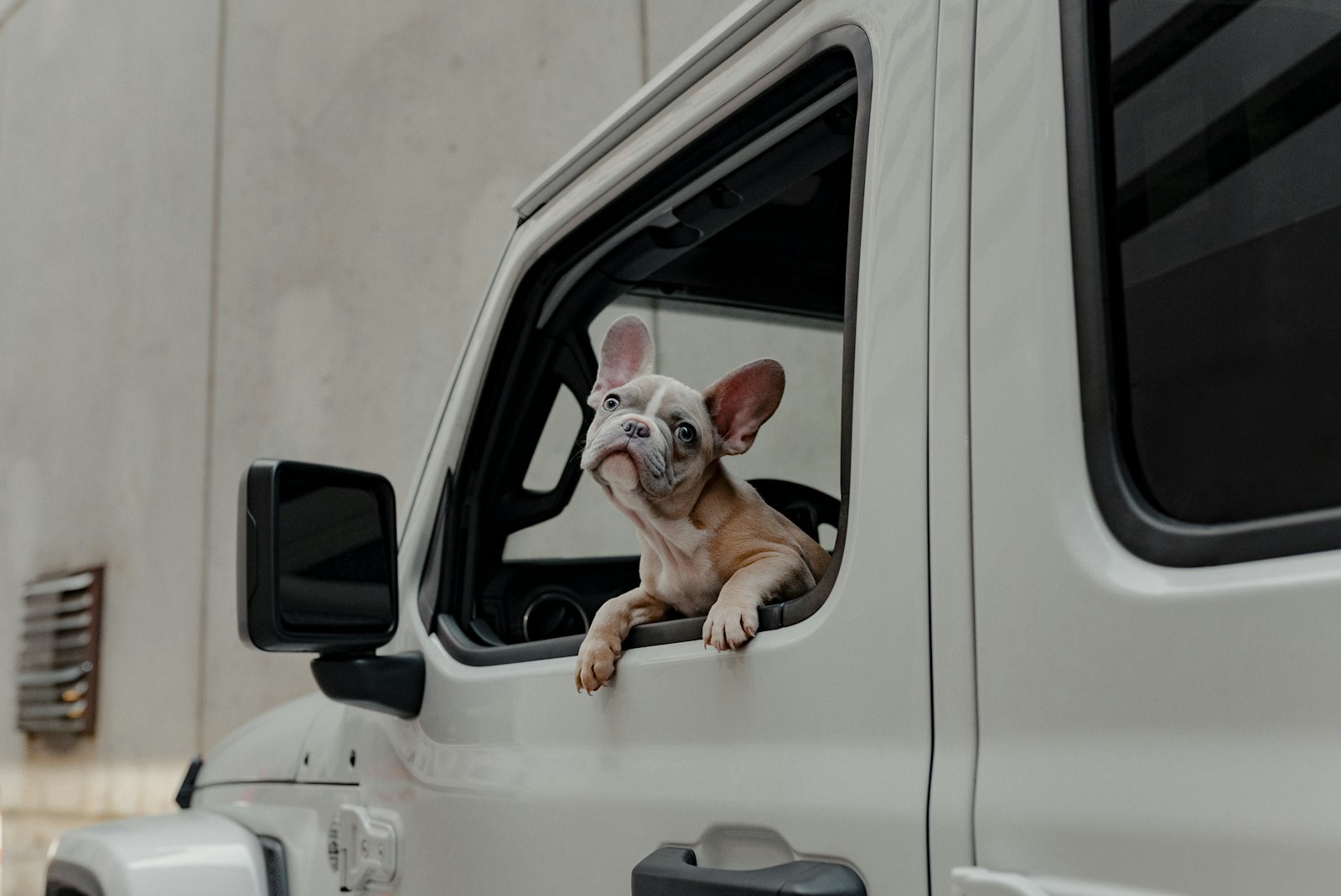 Dog looking out the car window on a road trip