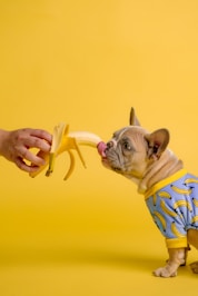 Dog enjoys a banana offered by a hand.