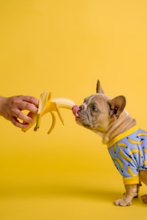 Dog enjoys a banana offered by a hand.
