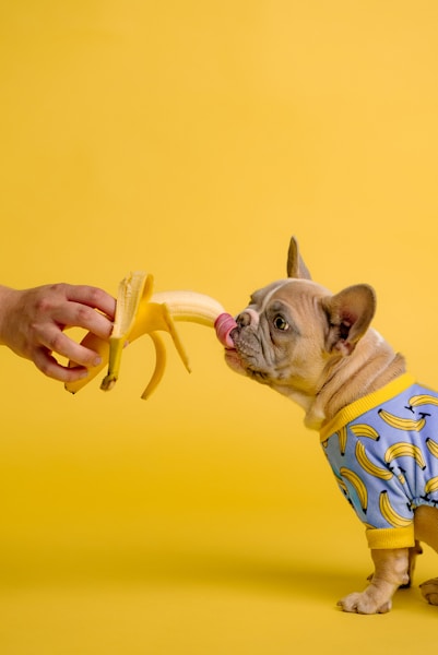 Can Dogs Eat Bananas? Benefits, Risks and Serving Sizes