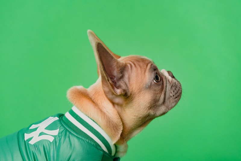 Trusted Pet Sitter New Jersey: South Jersey In-Home Pet Care