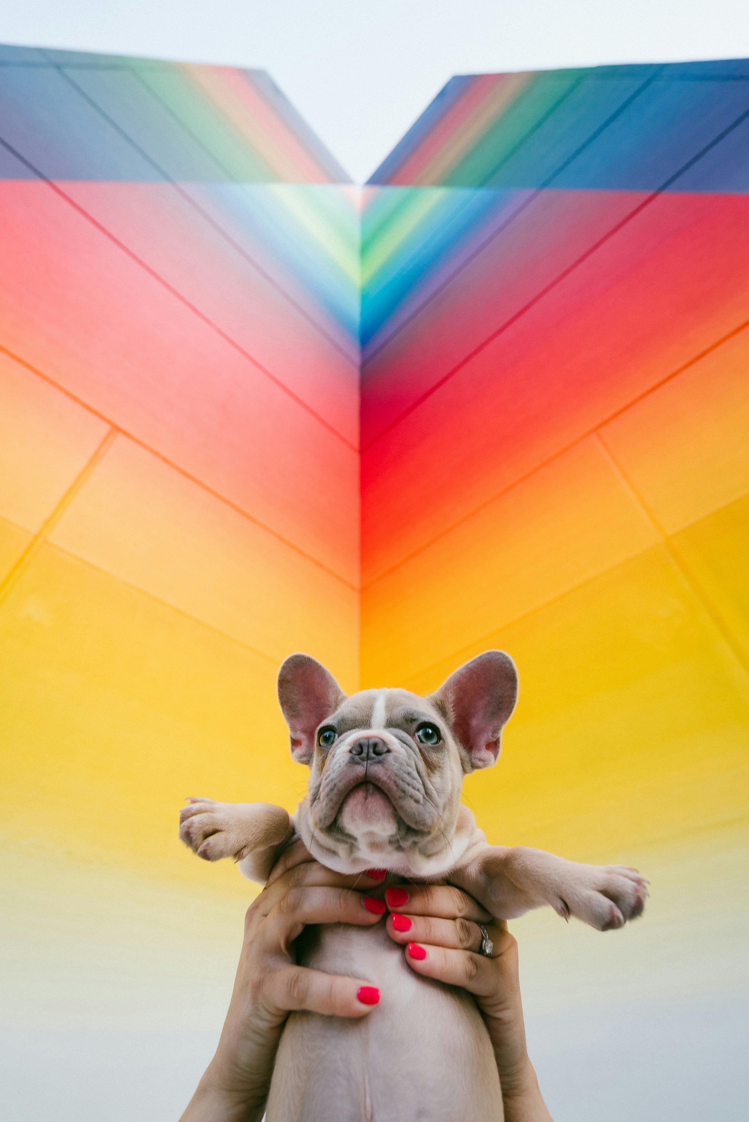 French Bulldog being held up in like Simba in the Lion King in front of a rainbow wall. I thought the image was funny so used it.