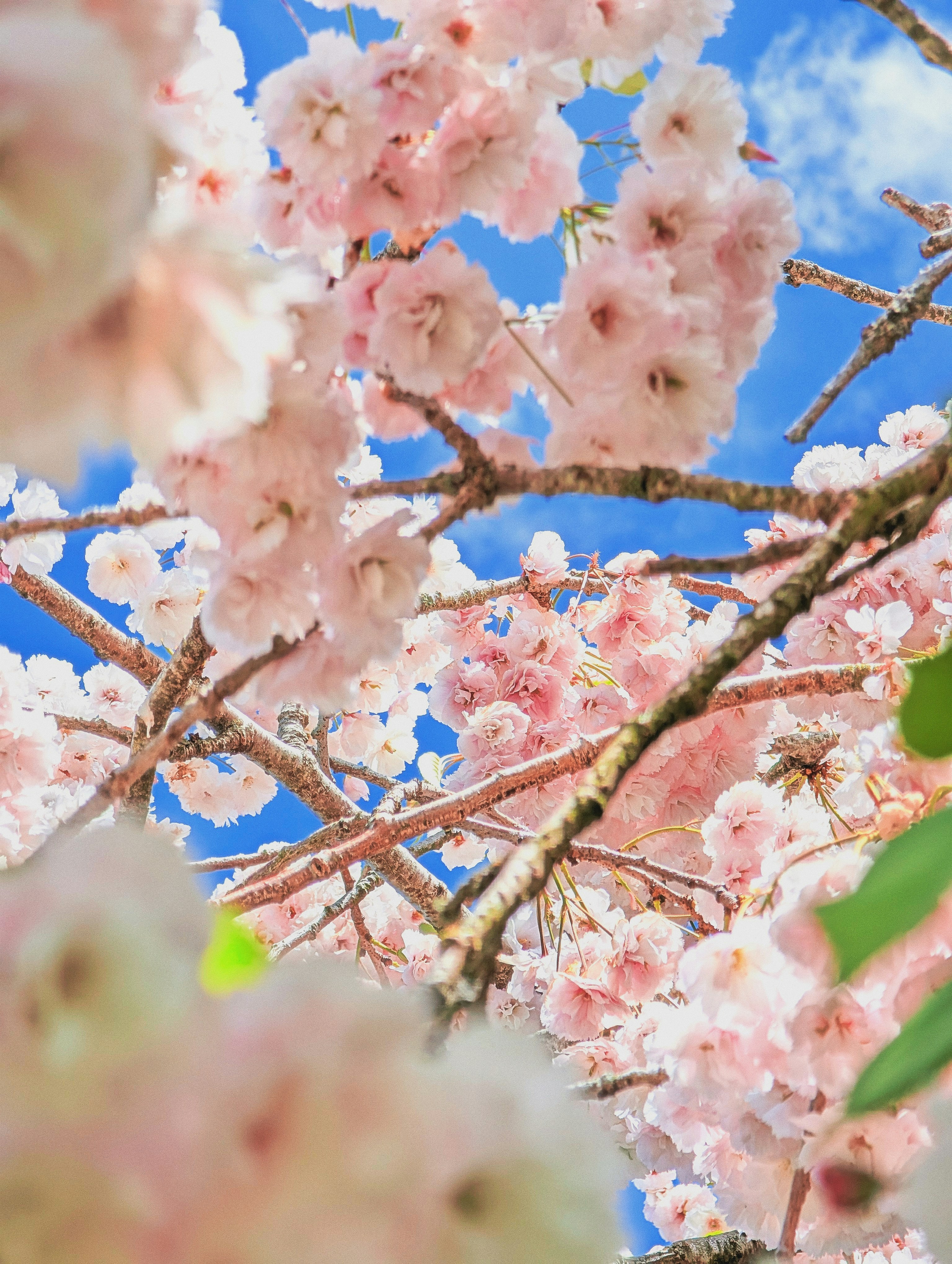 As flores de cerejeira florescem contra um céu azul brilhante.