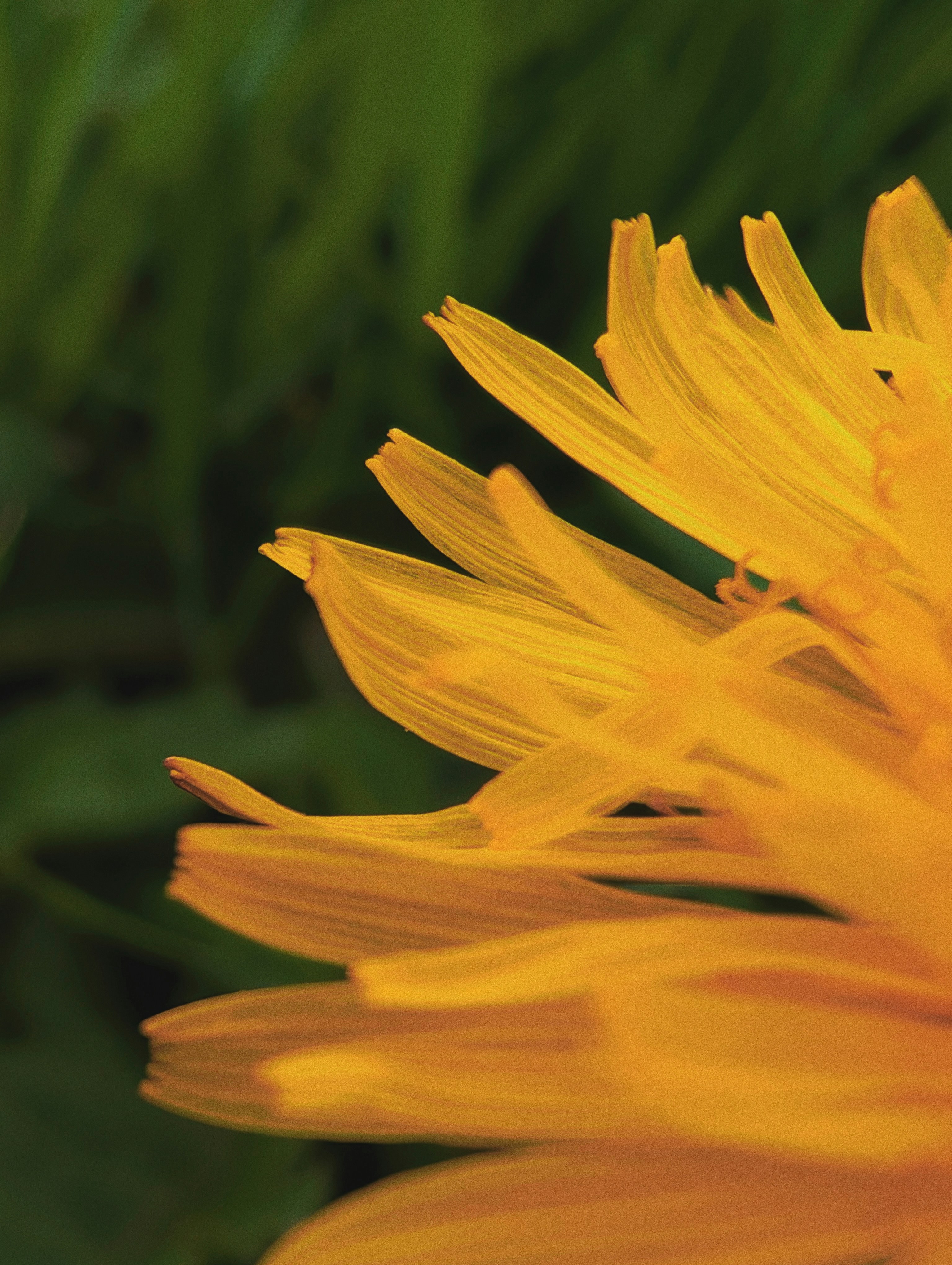 Uma flor amarela do dente-de-leão floresce no close-up.