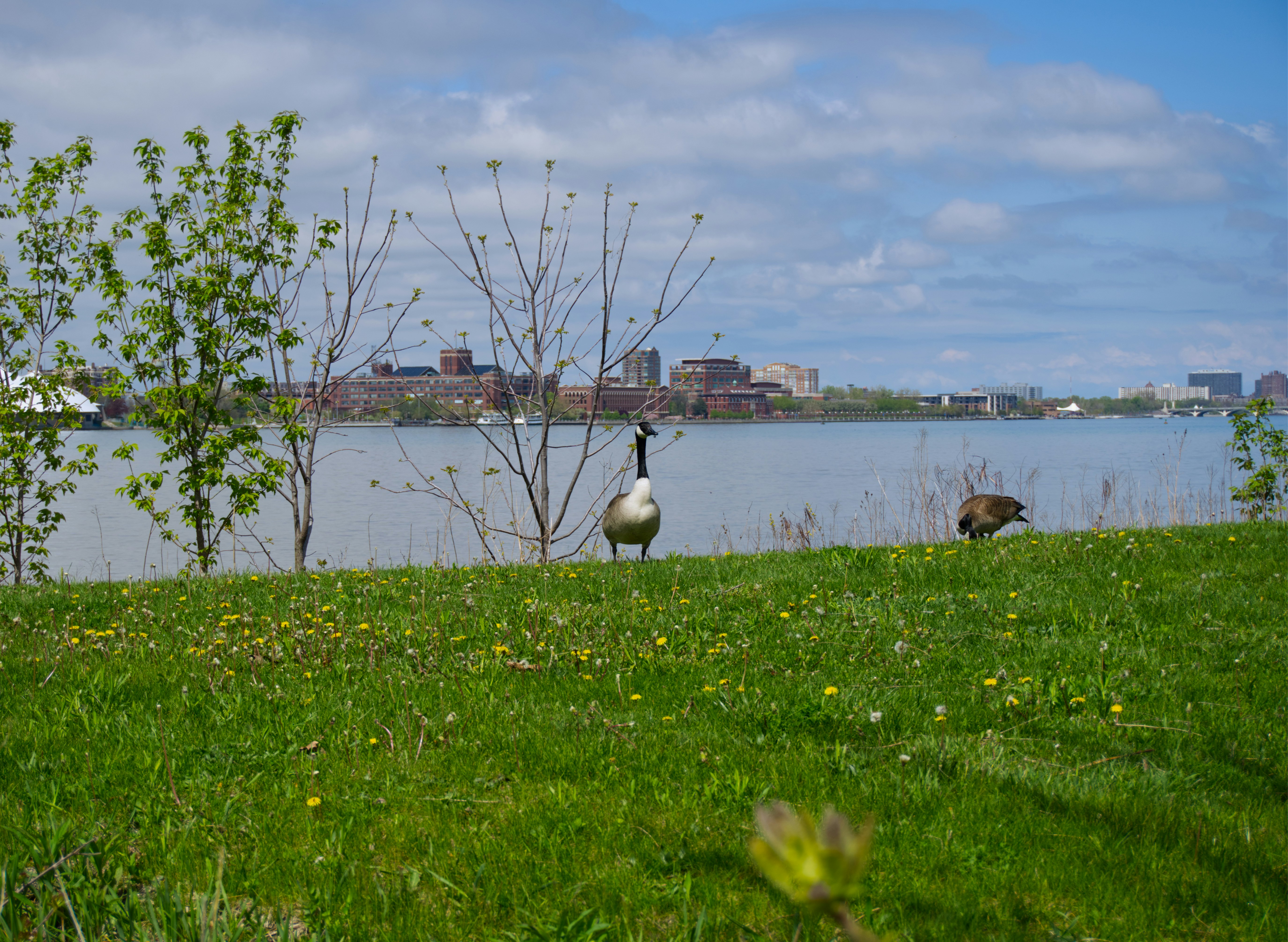 Geese graze by a lake in front of a city.