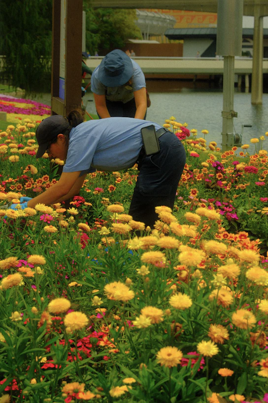 Gardeners tend to colorful flowers in the garden.