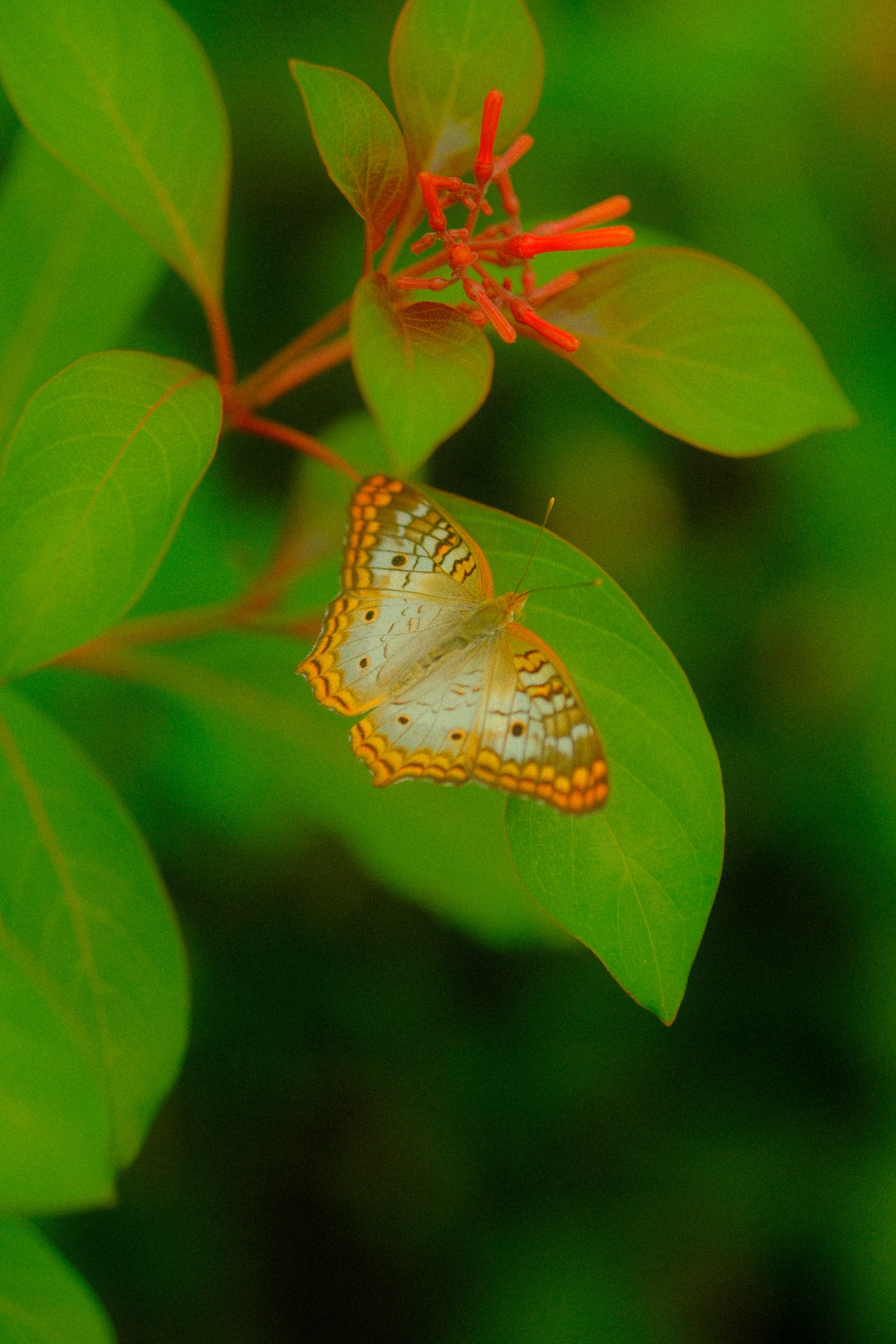 Ein Schmetterling ruht auf einem leuchtend grünen Blatt.