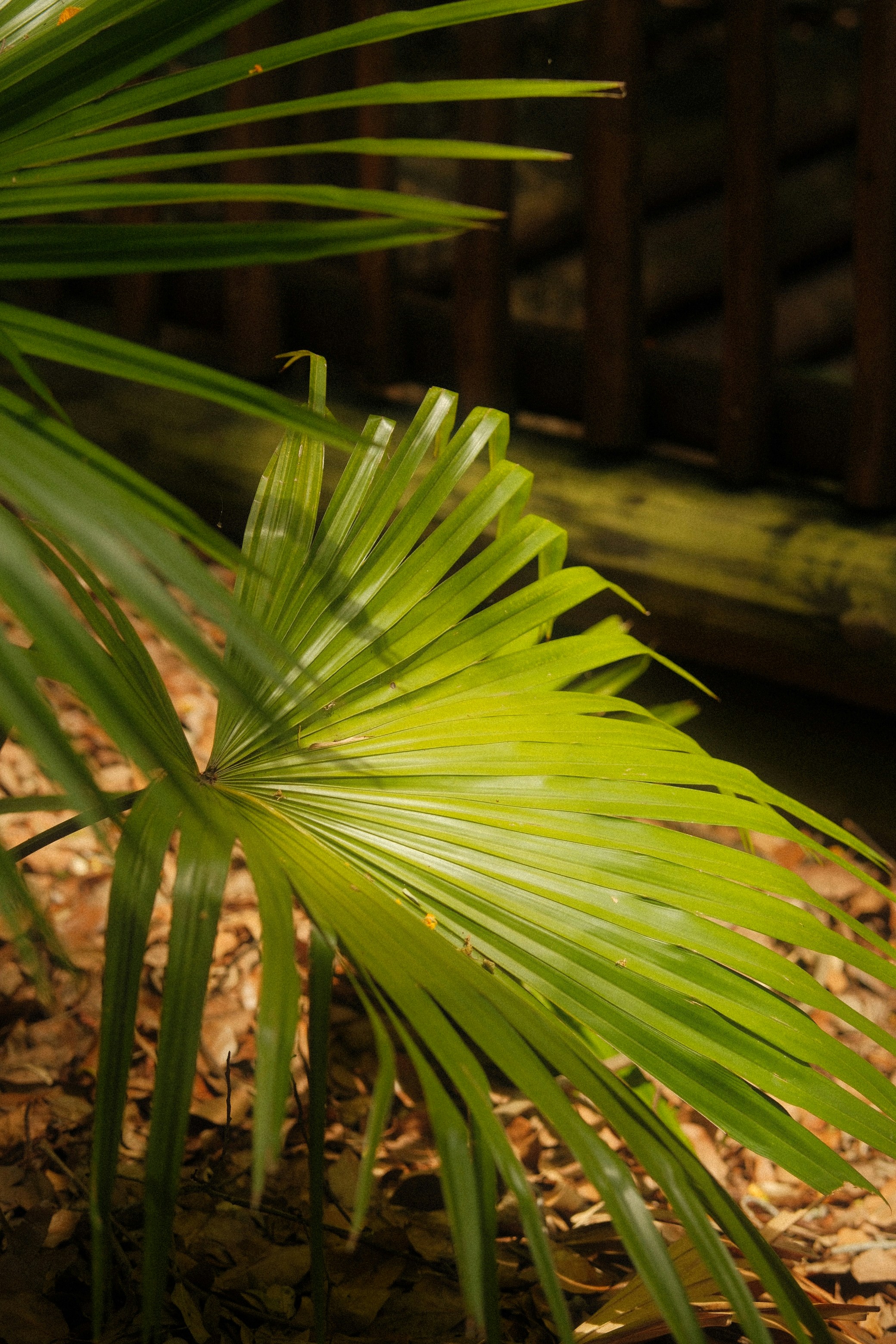 Hoja de palma a la luz del sol con un fondo borroso. foto – Imagen de  Puesta del sol gratuita en Unsplash, image size:3000x4500