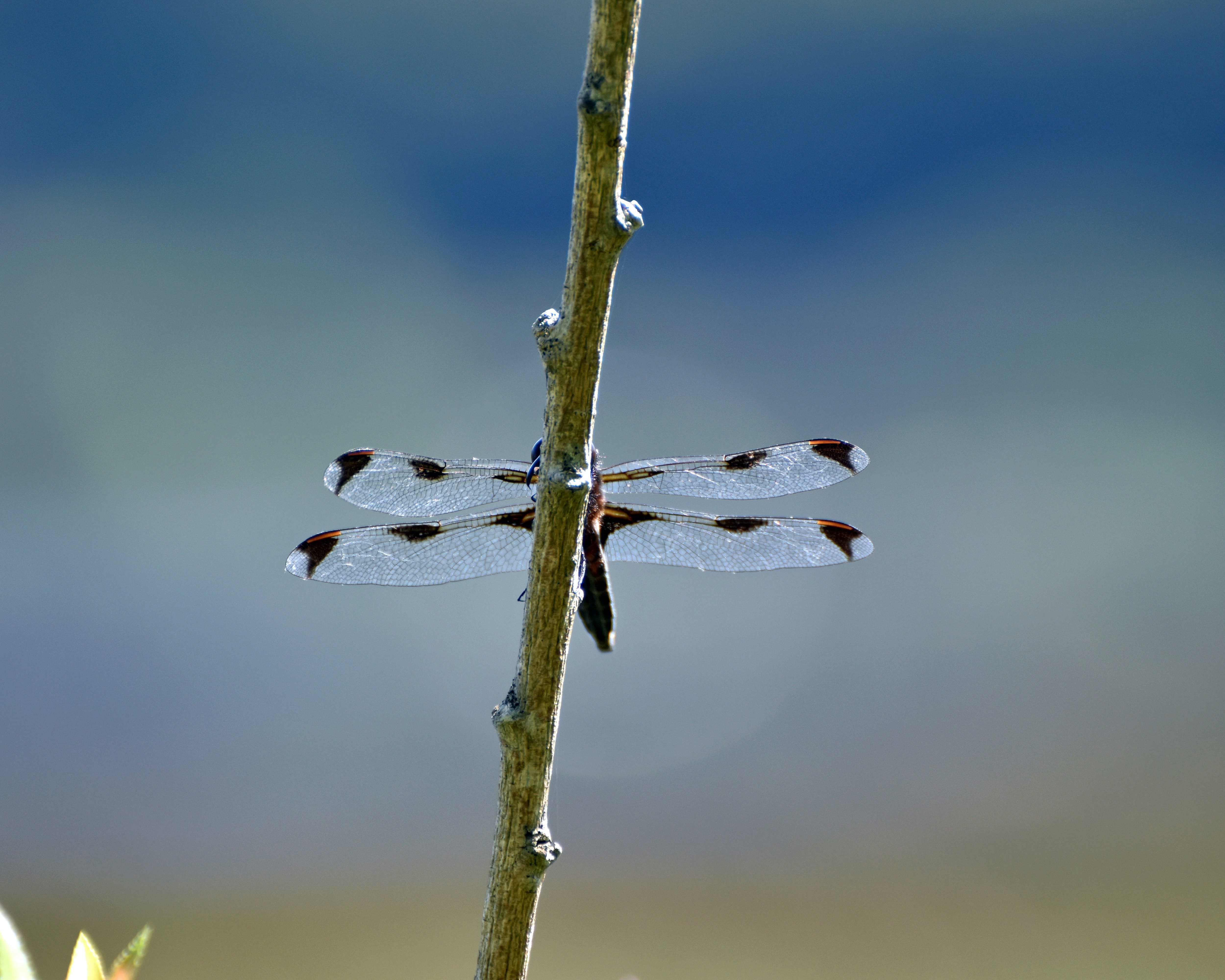 Una libélula se posa en una rama delgada.