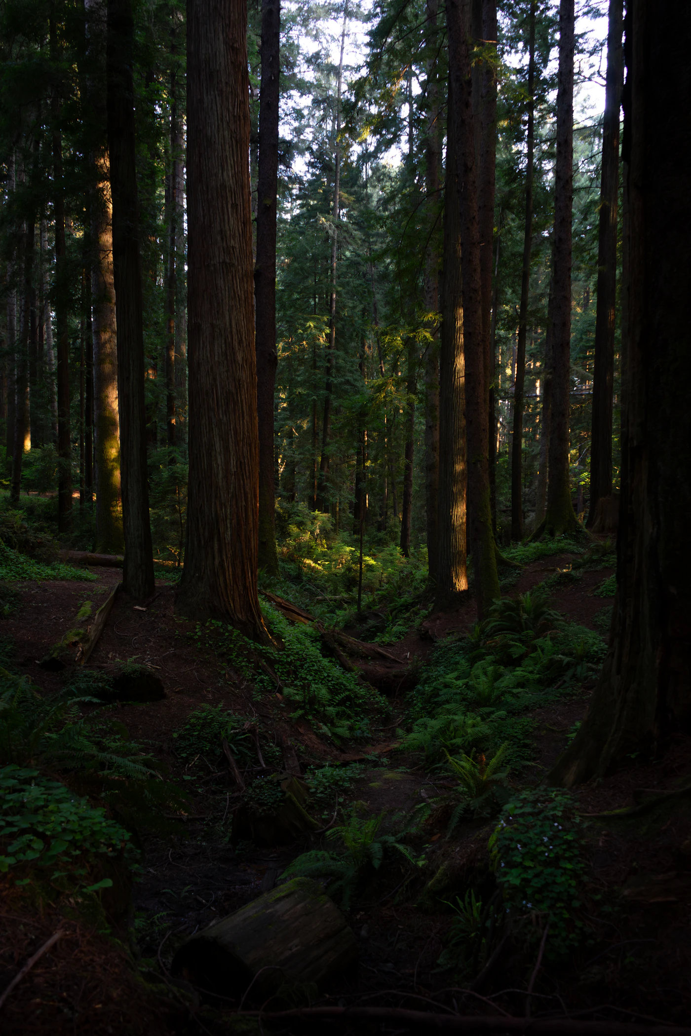 Morning sunlight streams through a grove of redwood trees