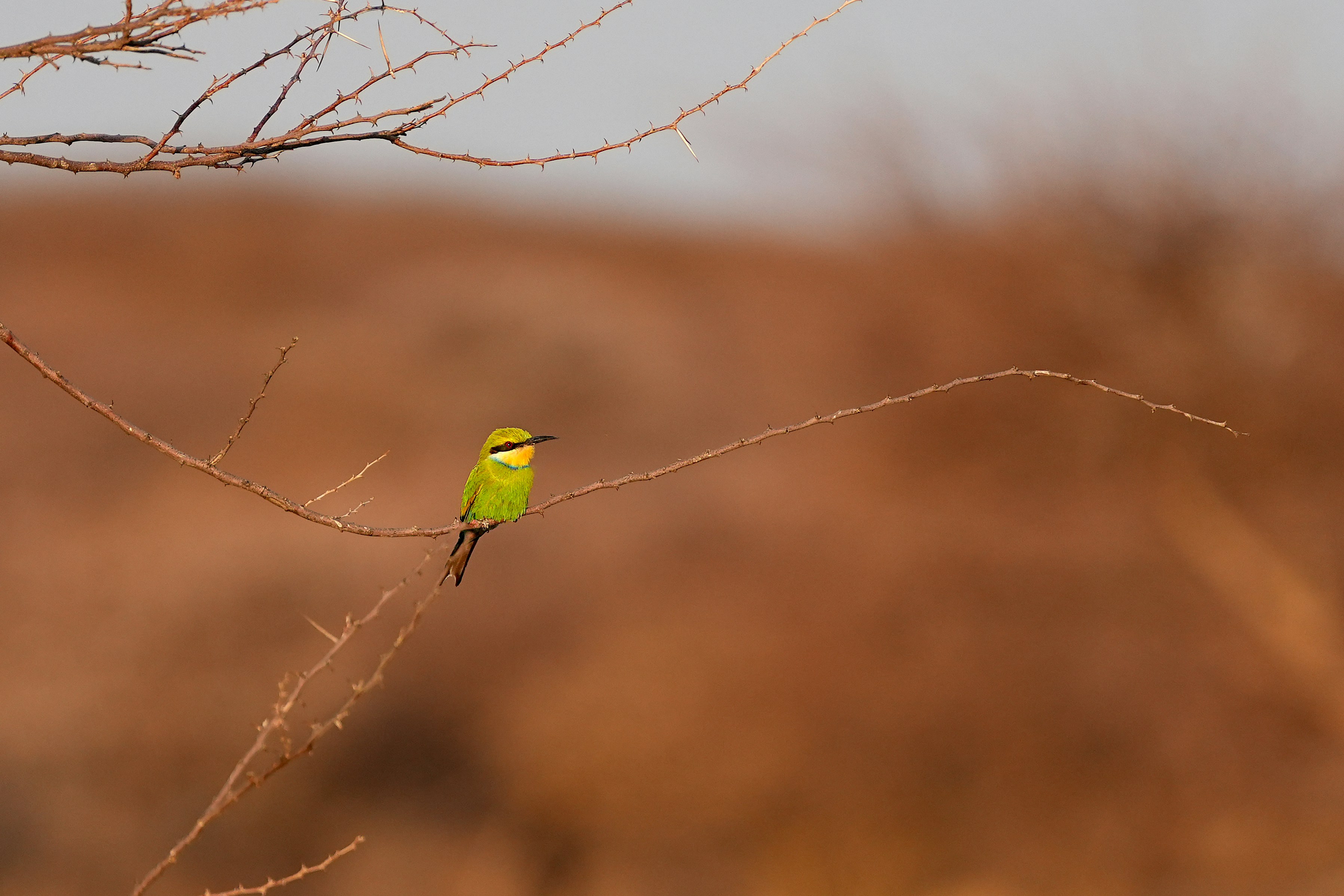 Ein grüner Vogel sitzt auf einem kahlen Ast.