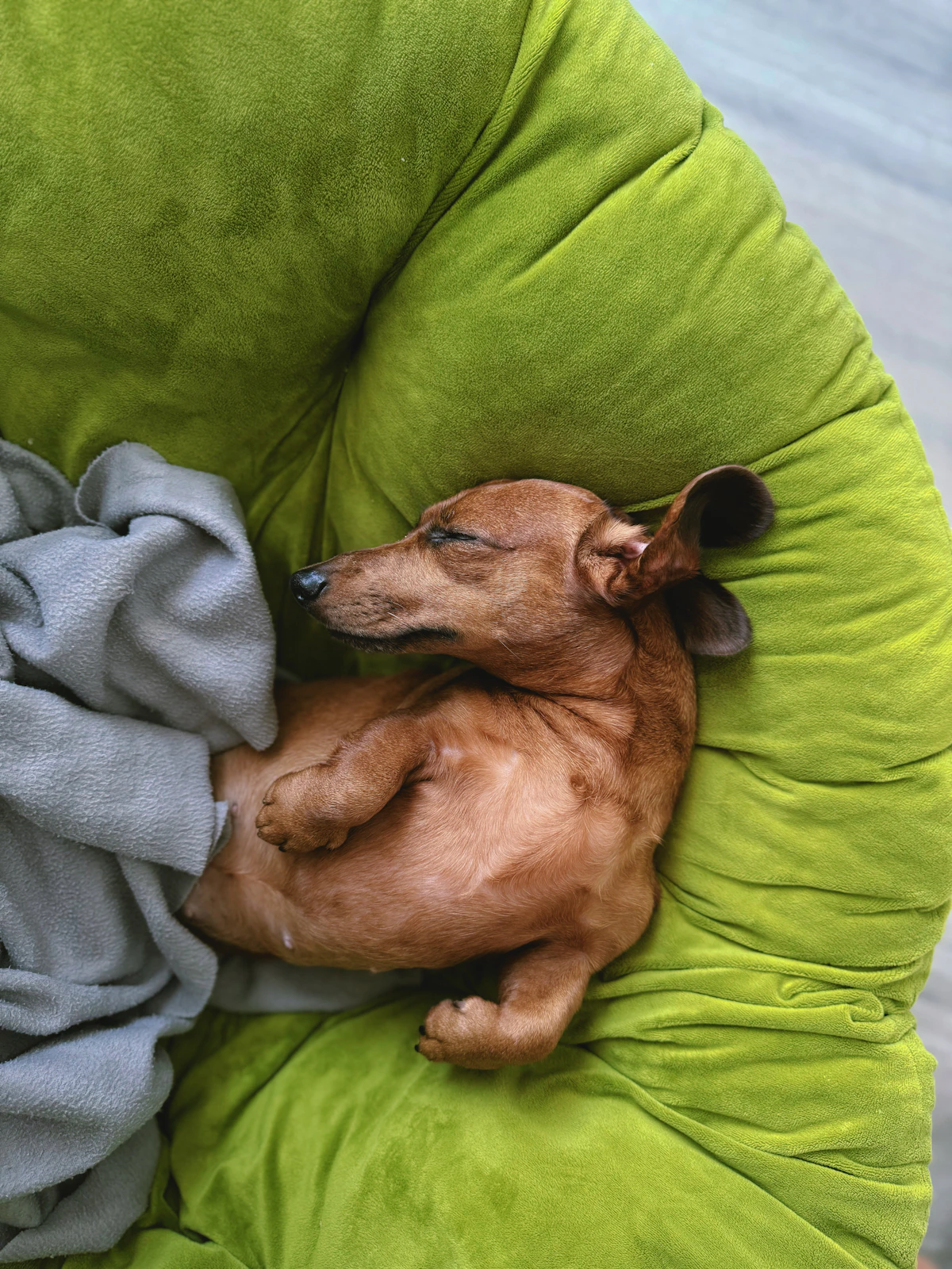 Dachshund puppy resting