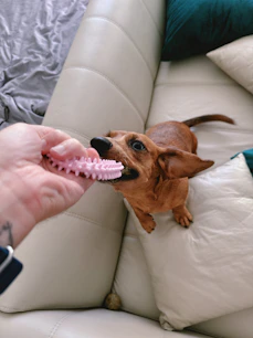 Dog happily plays tug-of-war with a toy.