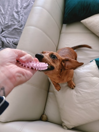 Dog happily plays tug-of-war with a toy.