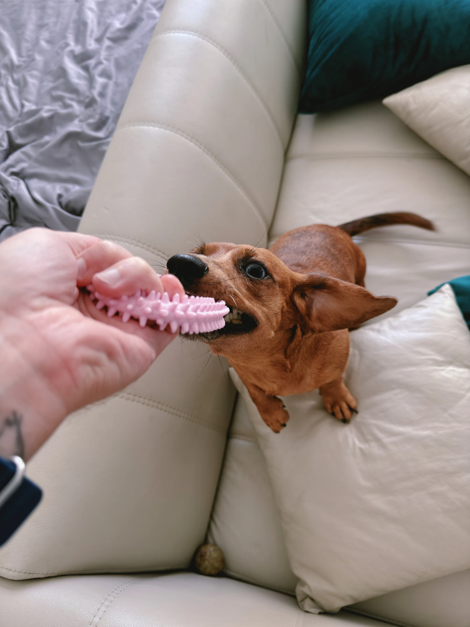 Dachshund playing with a person indoors on a couch