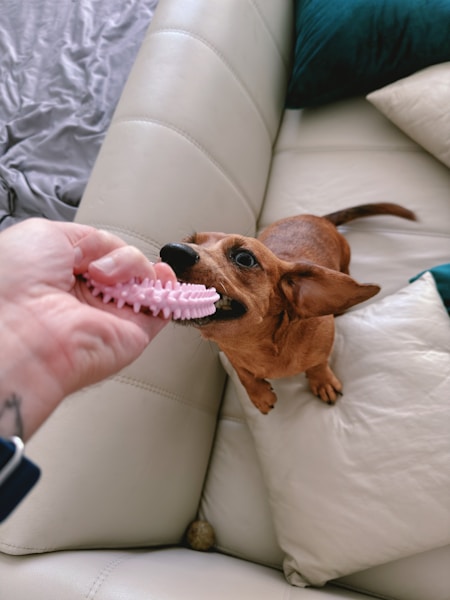 How to Brush Your Dog's Teeth: A Step-by-Step Guide