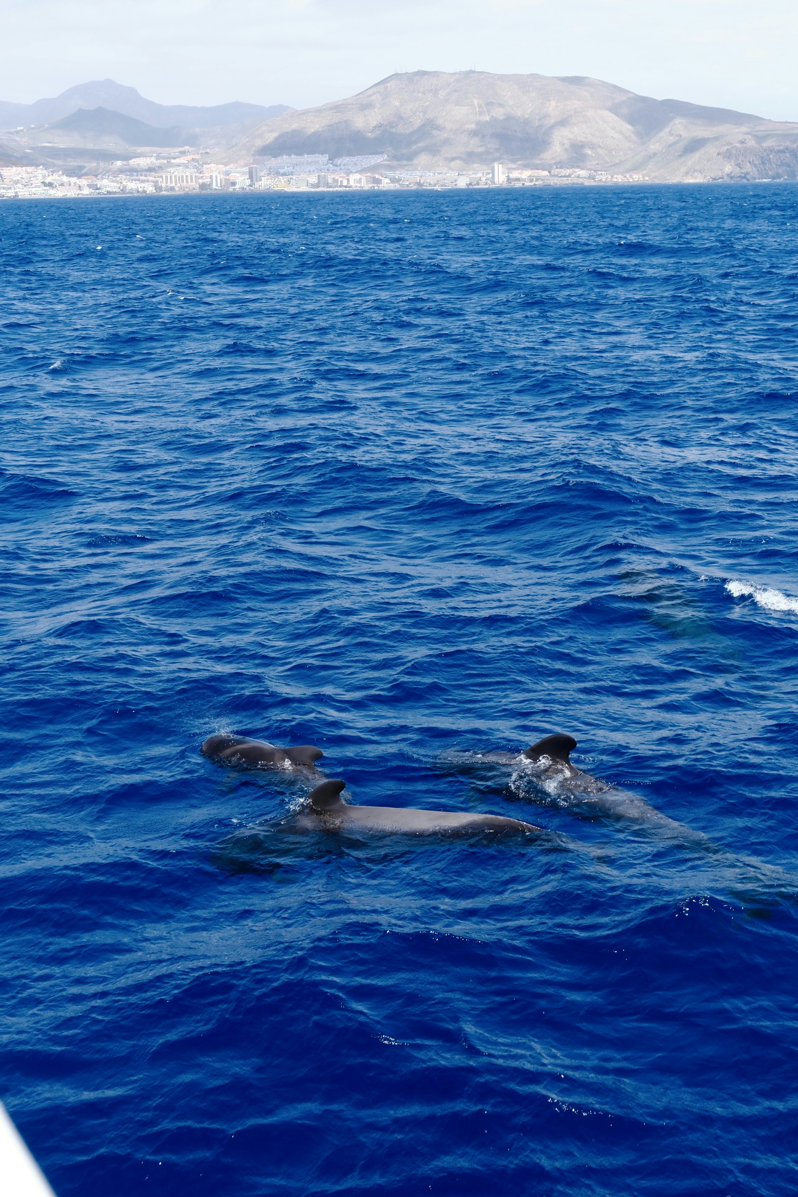 Photo by sinakollegger