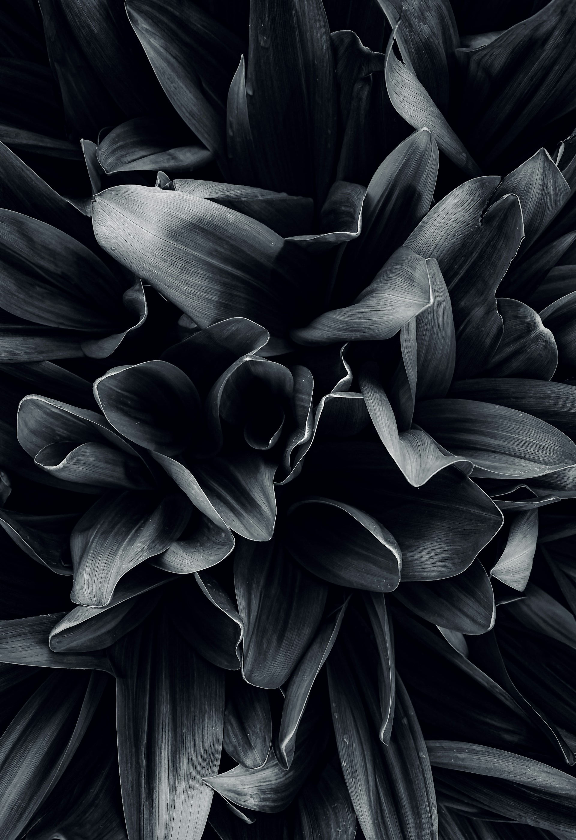 Lush green leaves fill the frame, in monochrome.