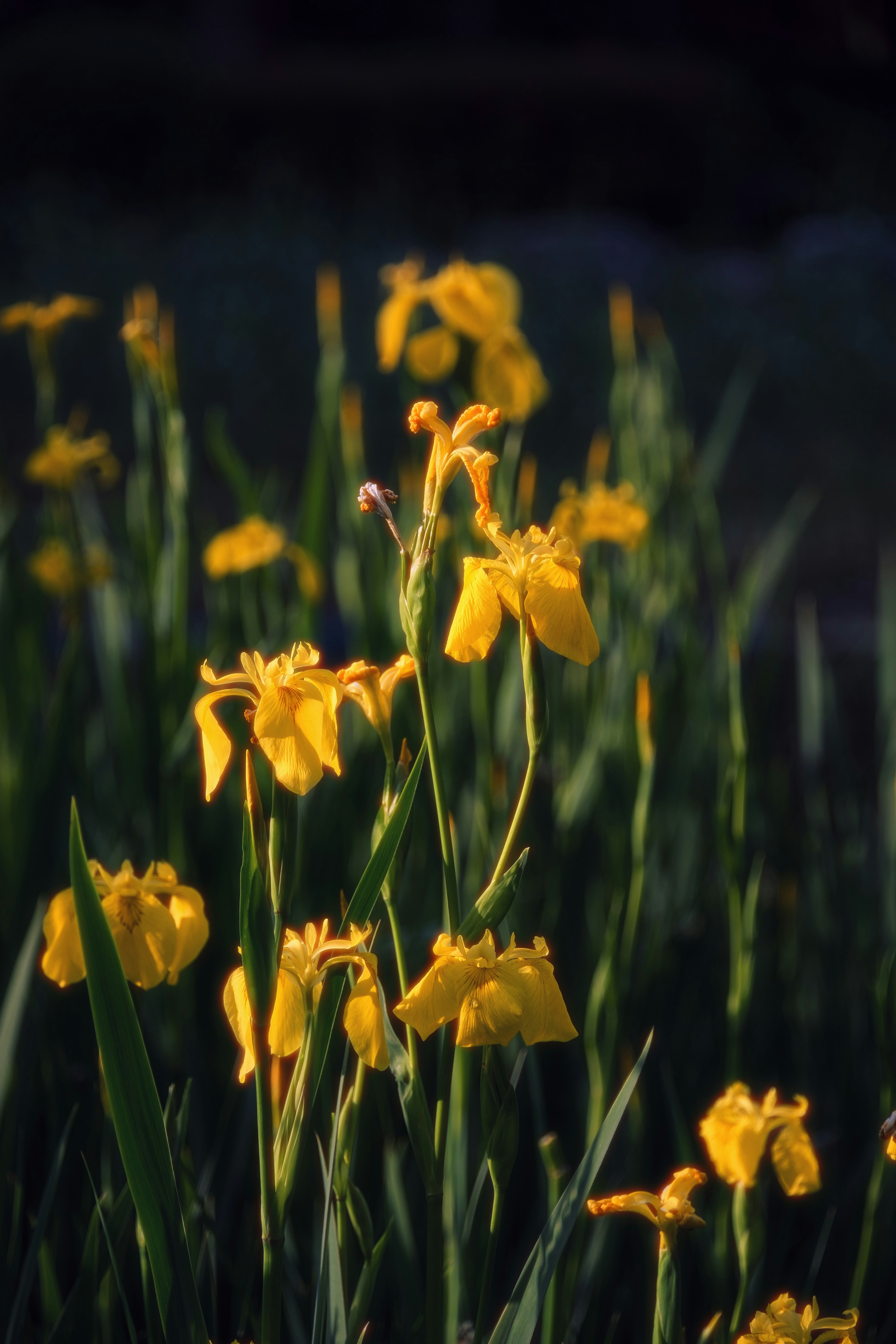 Photo by photohunter