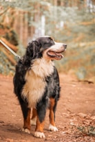 A bernese mountain dog enjoys a walk in the woods.