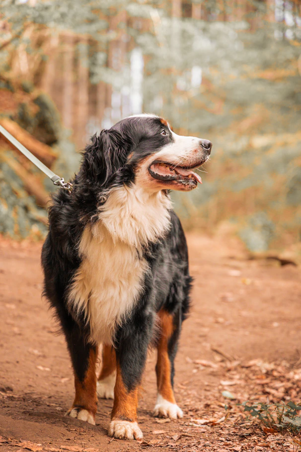 berner sennenhund