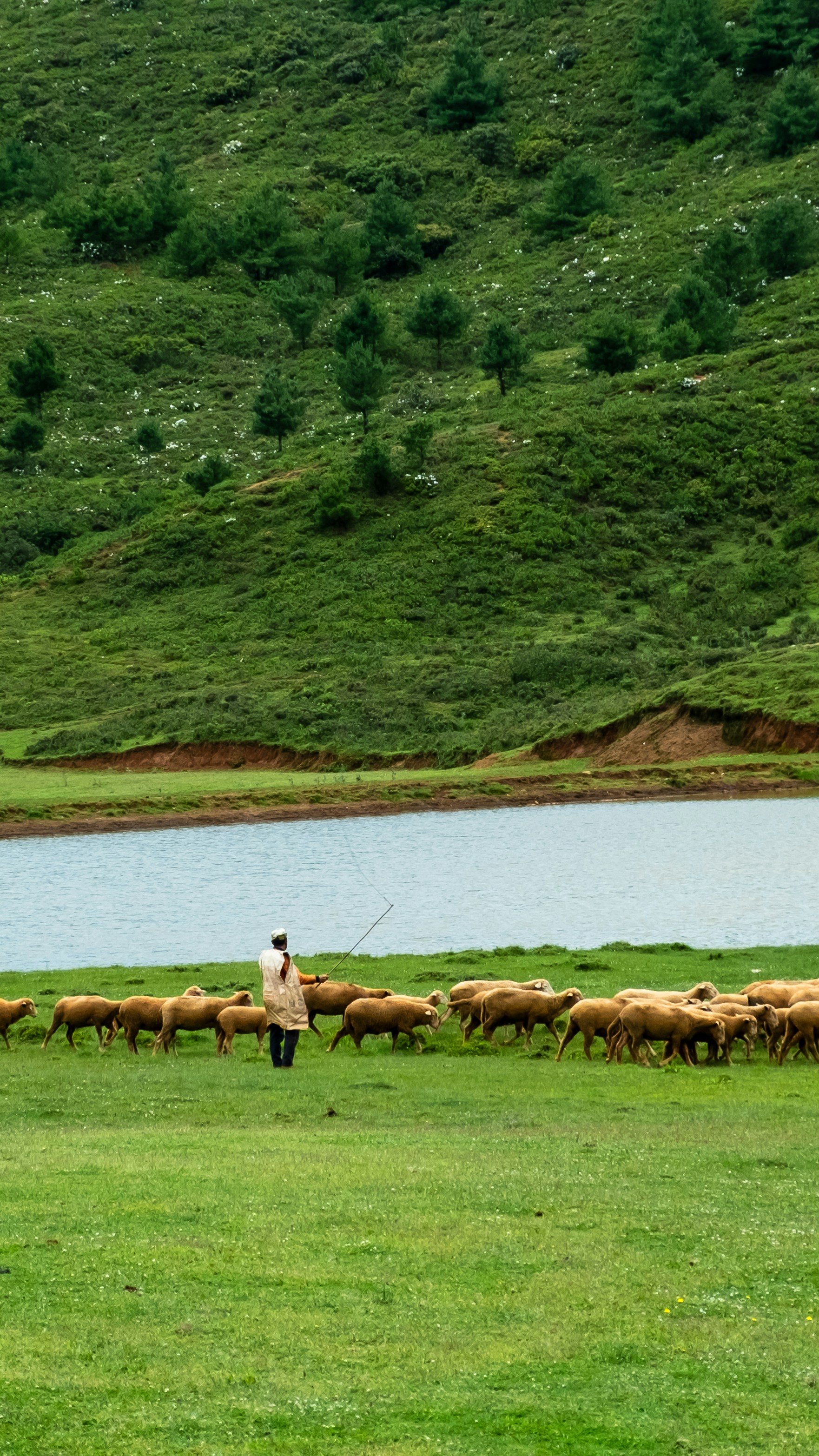 A shepherd leads his sheep across the green field.
