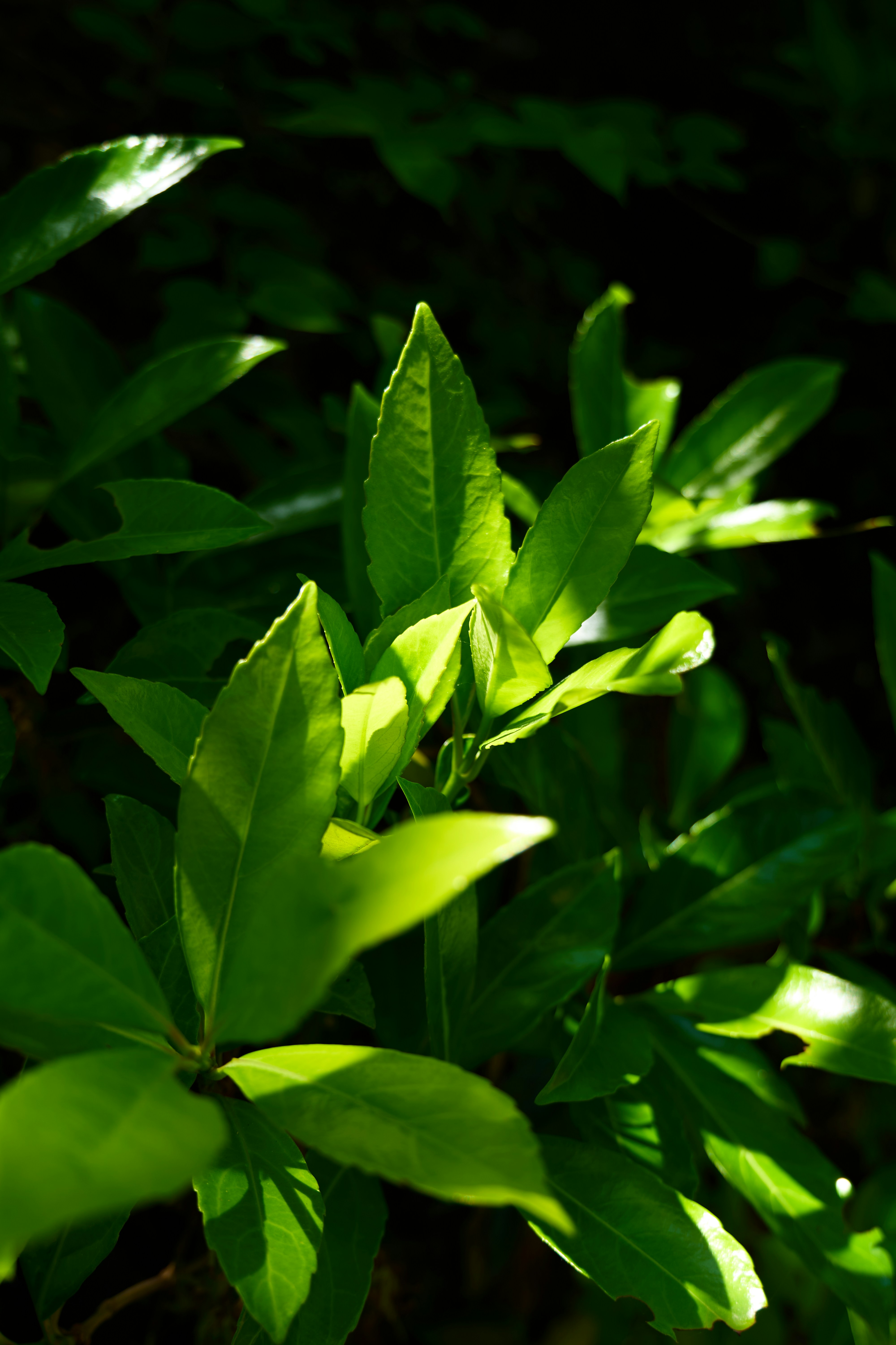 Photo by aasing_gwok