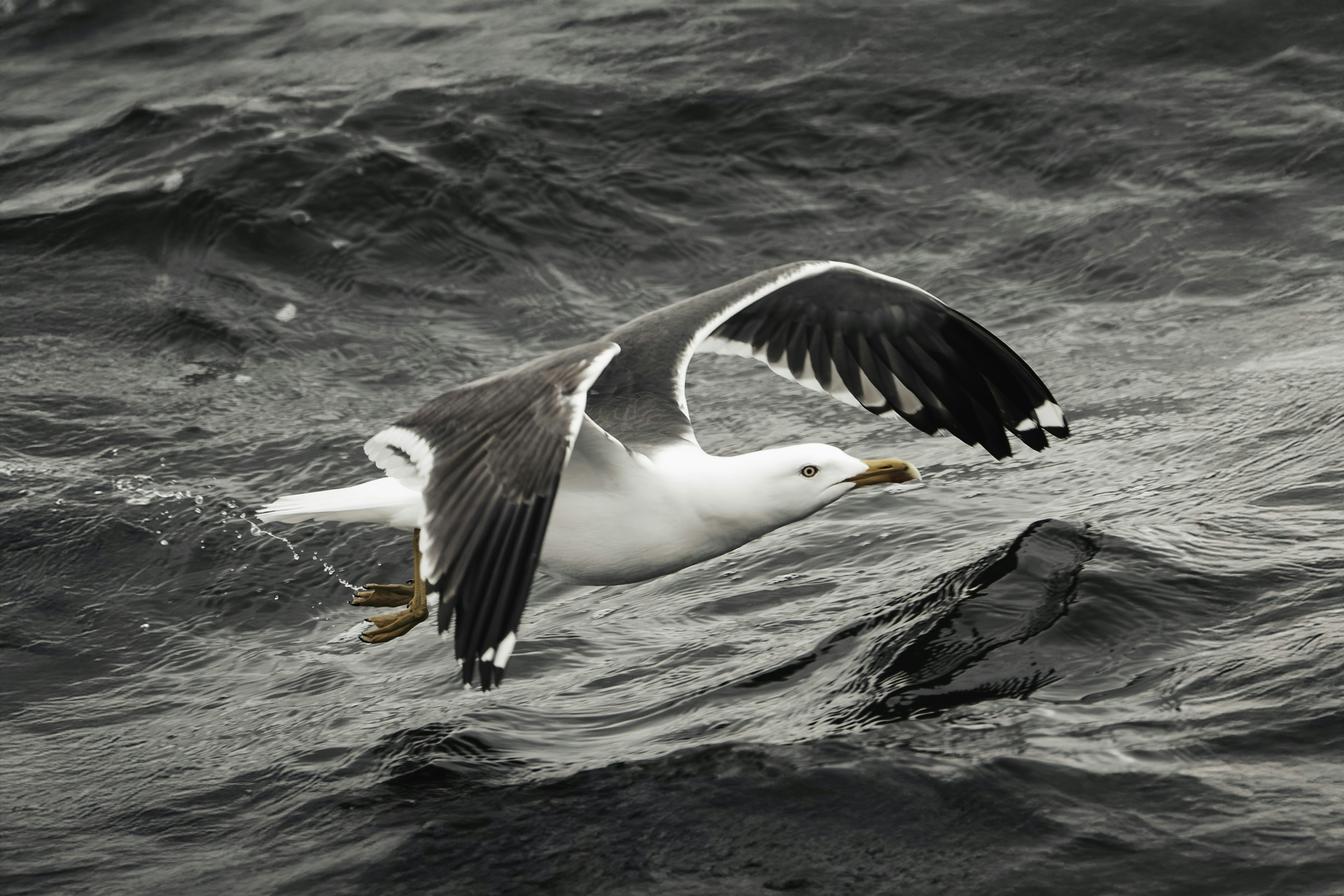 Photo by raulling