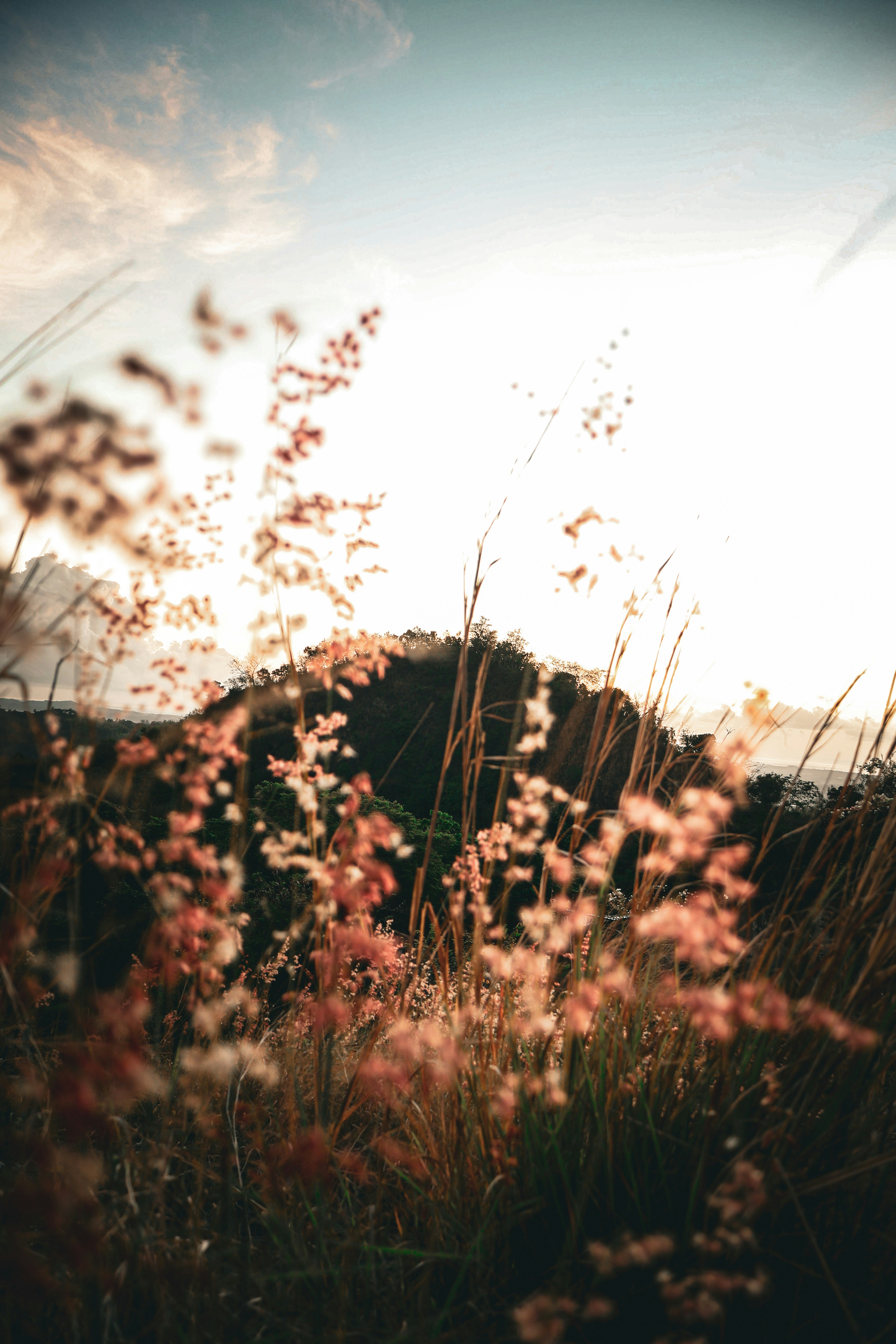 Beautiful wildflowers against a blurry sunset sky.