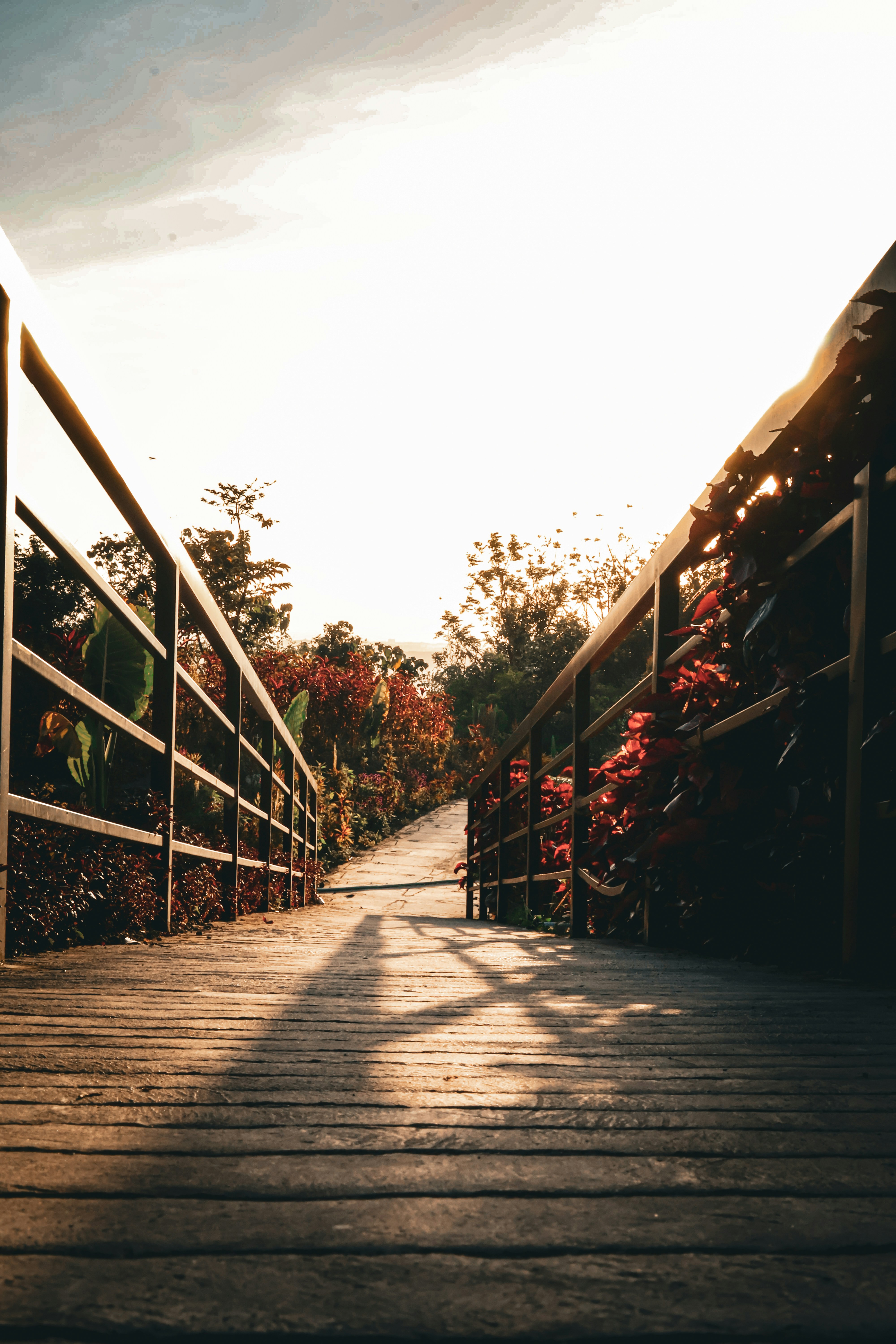 A wooden bridge leads into the sunny distance.