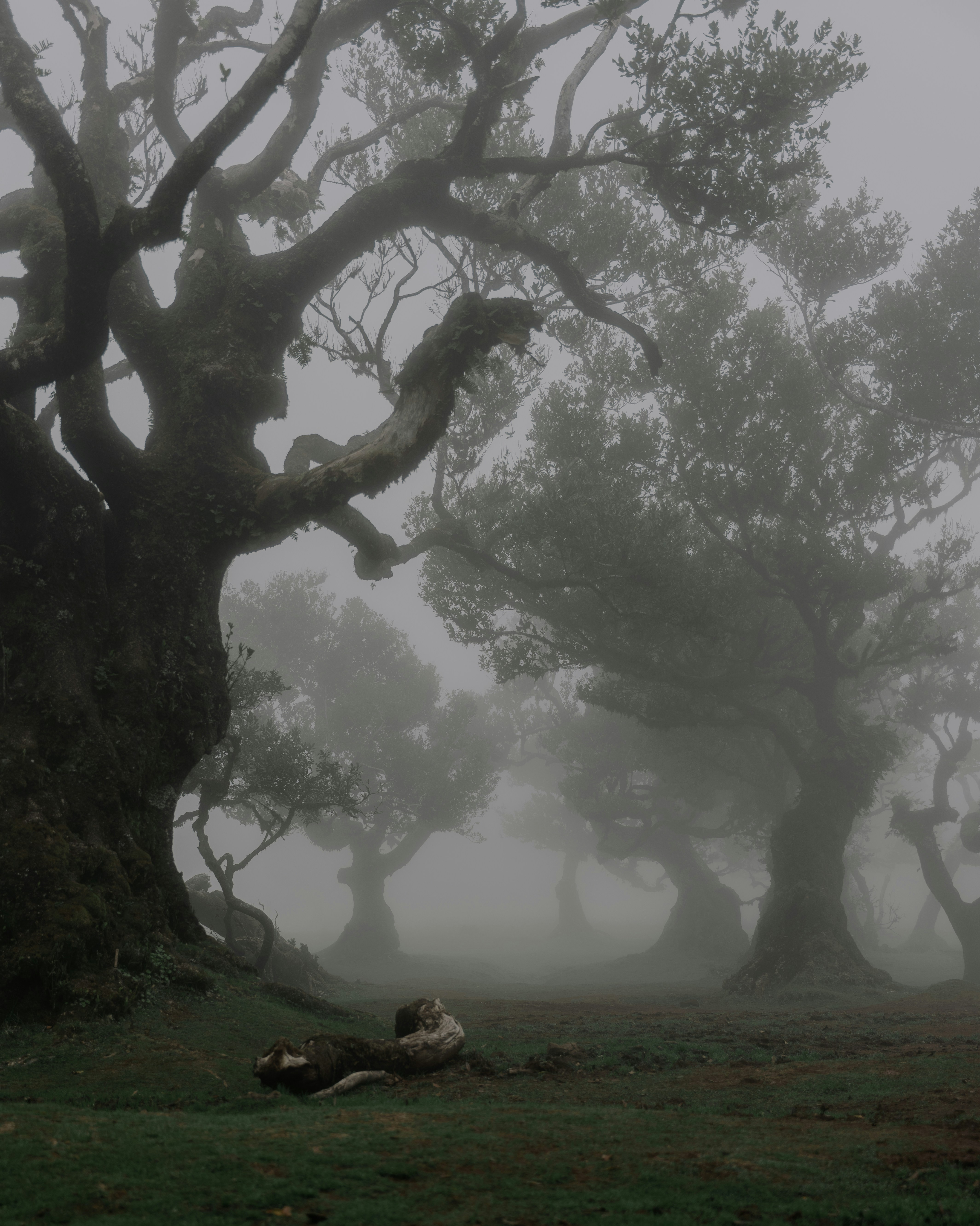 Foggy trees stand in a misty, mysterious forest.