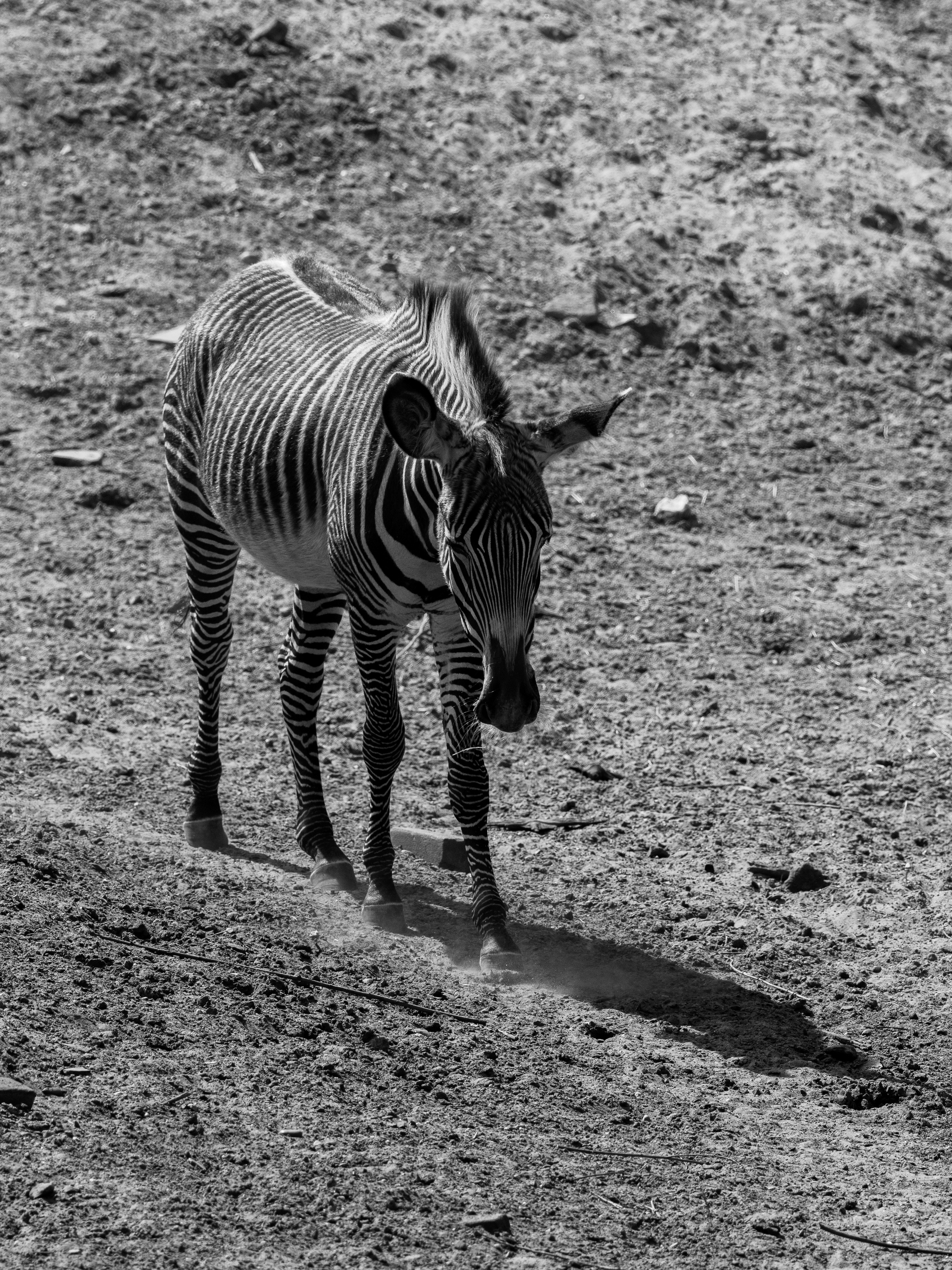 A zebra walks across the dusty ground.