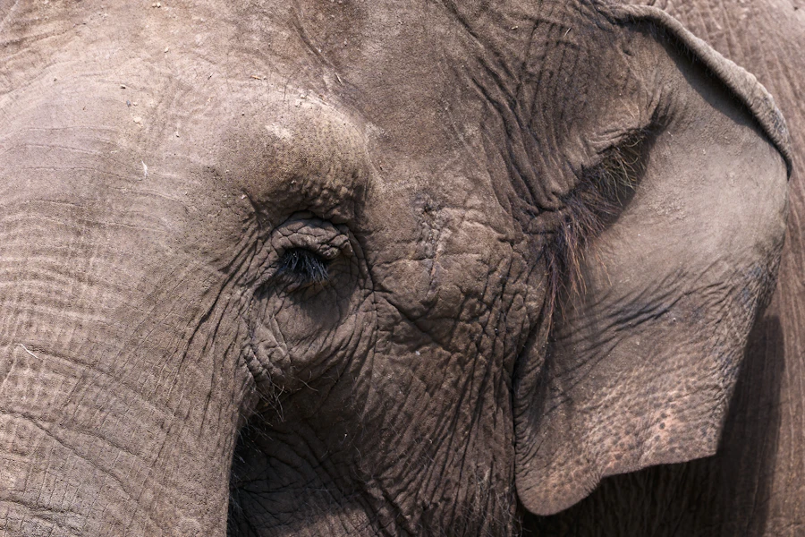 Close detail of an elephant's eye and wrinkled ear