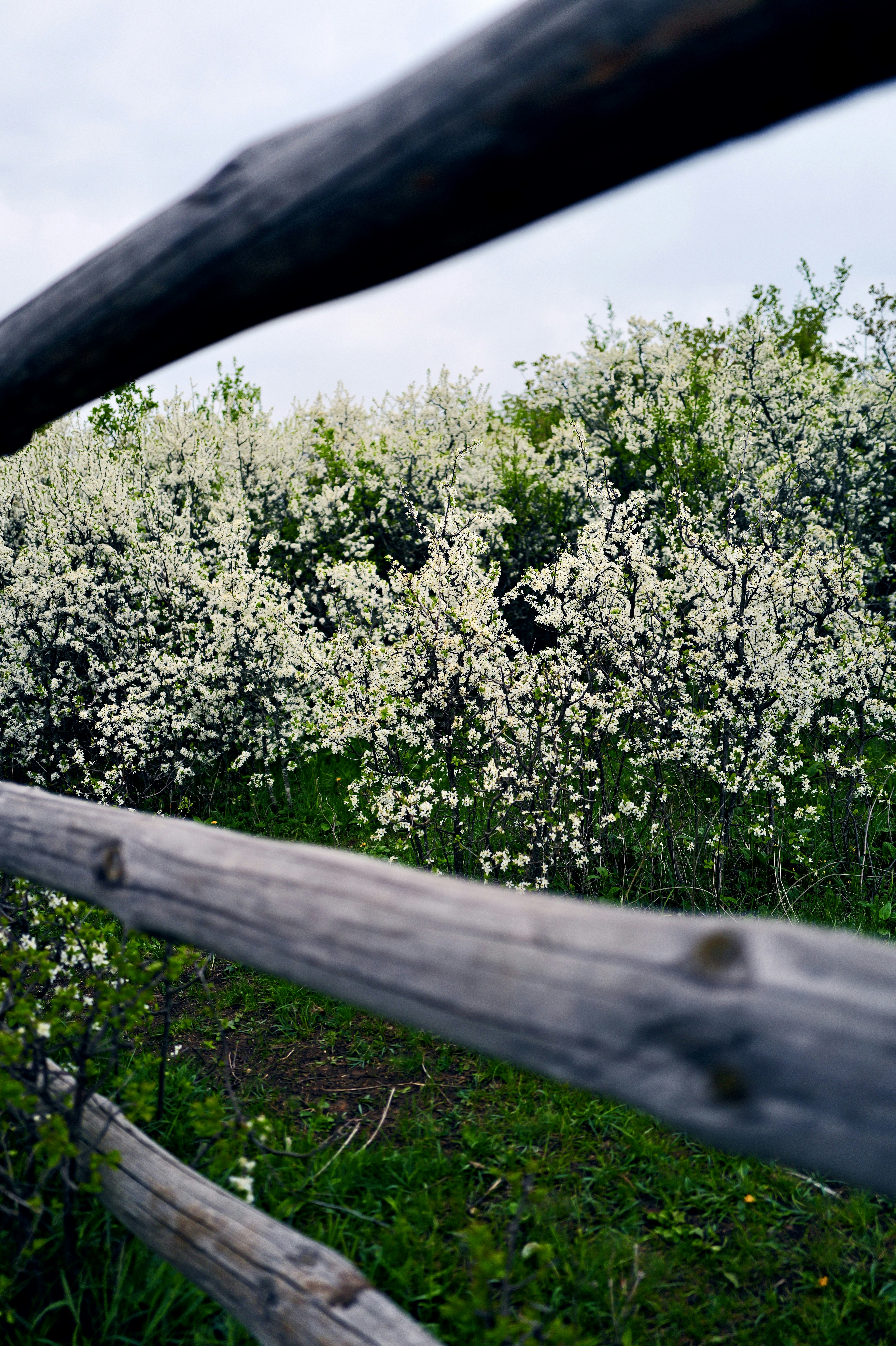 A wooden fence frames blossoming white trees.