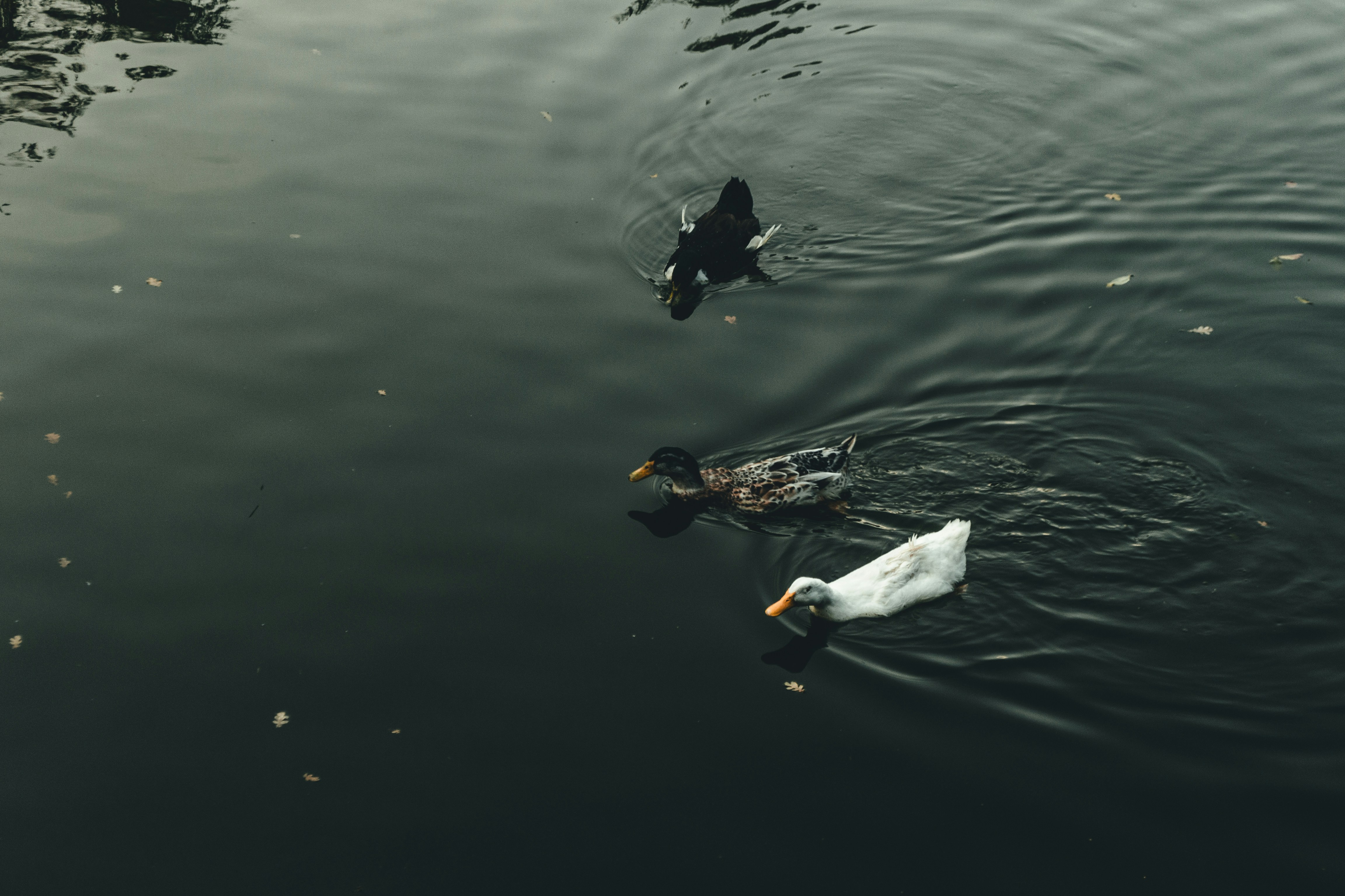 Photo by tunahankuzgun