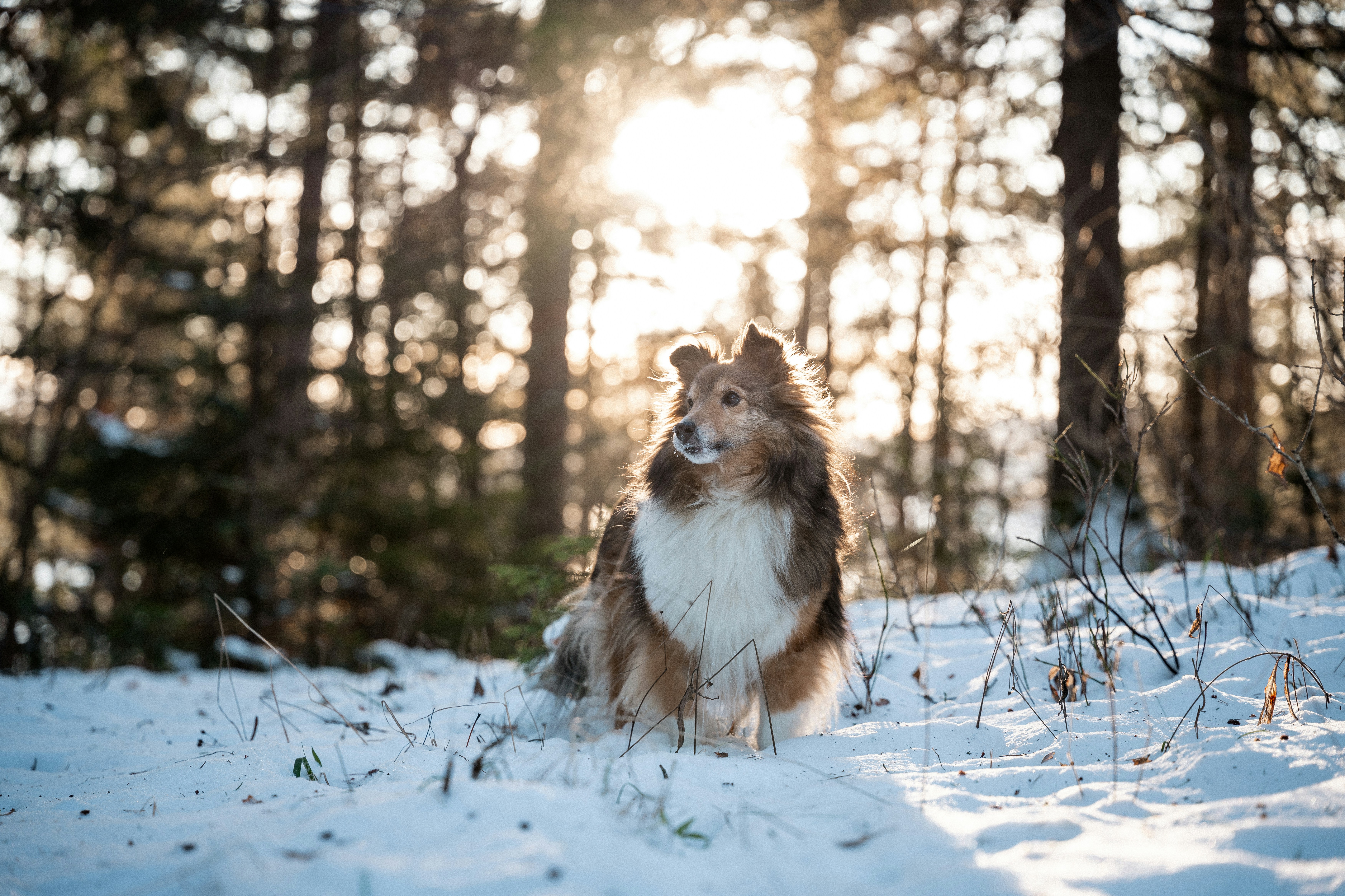 Dog looking out car window during road trip