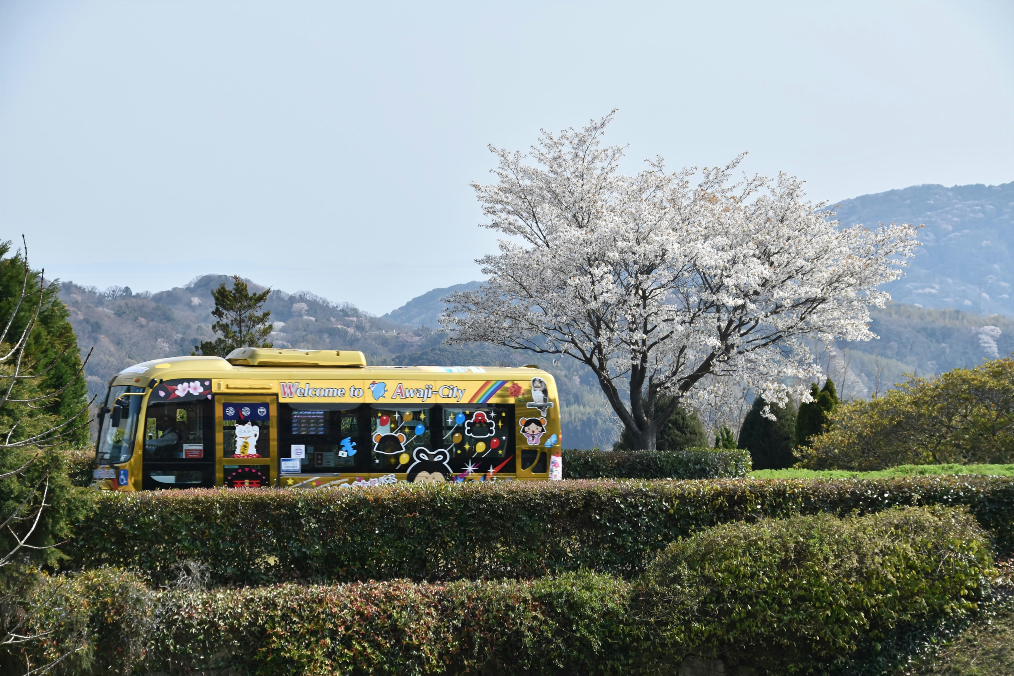 A yellow bus sits beside a blooming cherry tree.