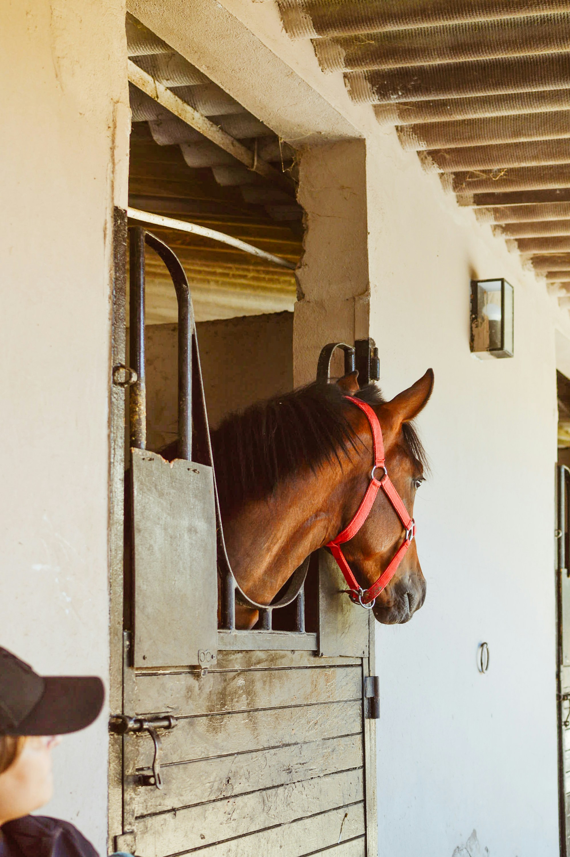Um cavalo espreita de seu estábulo.