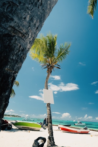 A beach with palm trees and boats on a sunny day.