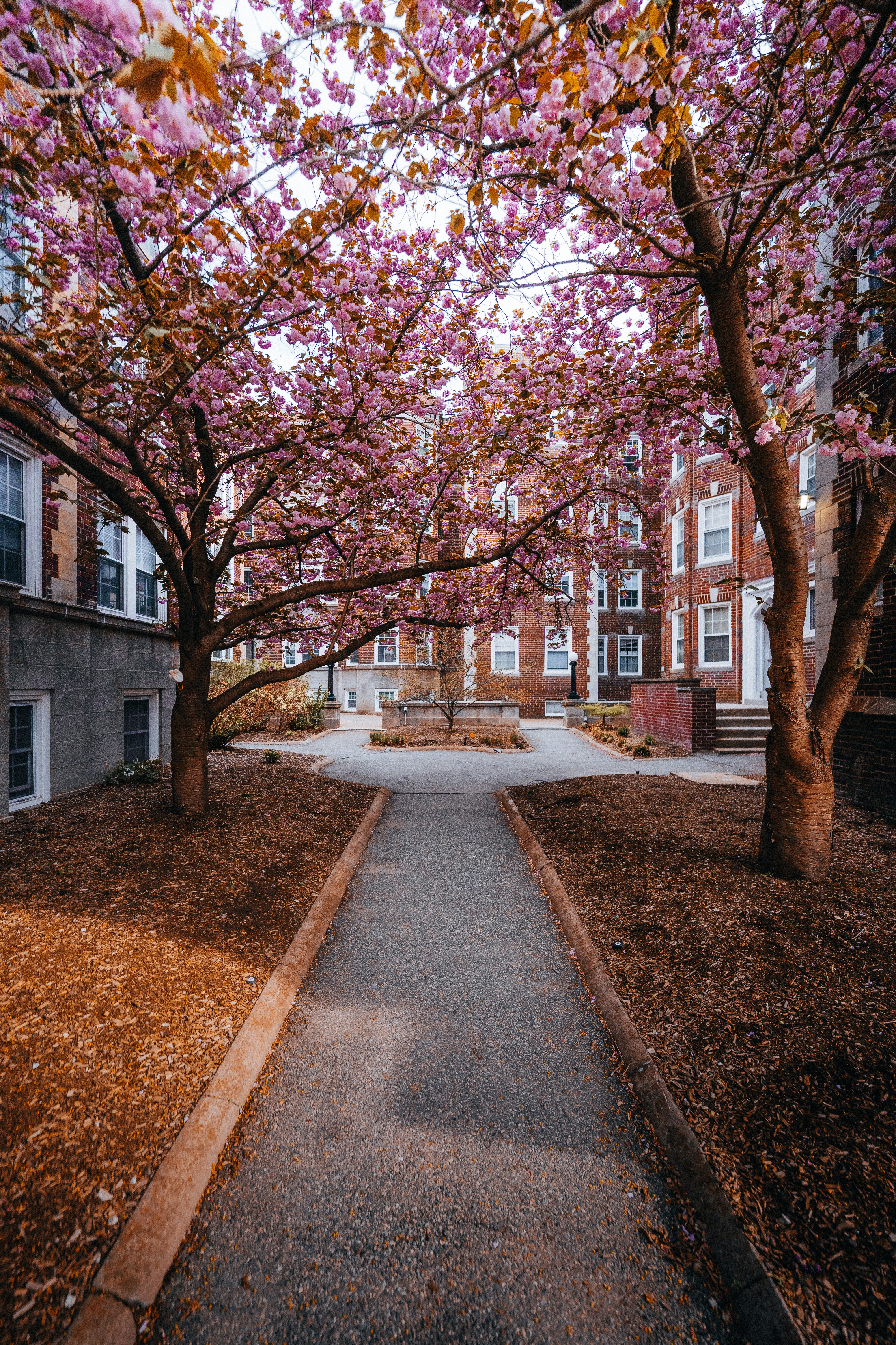 Pathway leading to building, framed by cherry blossoms.