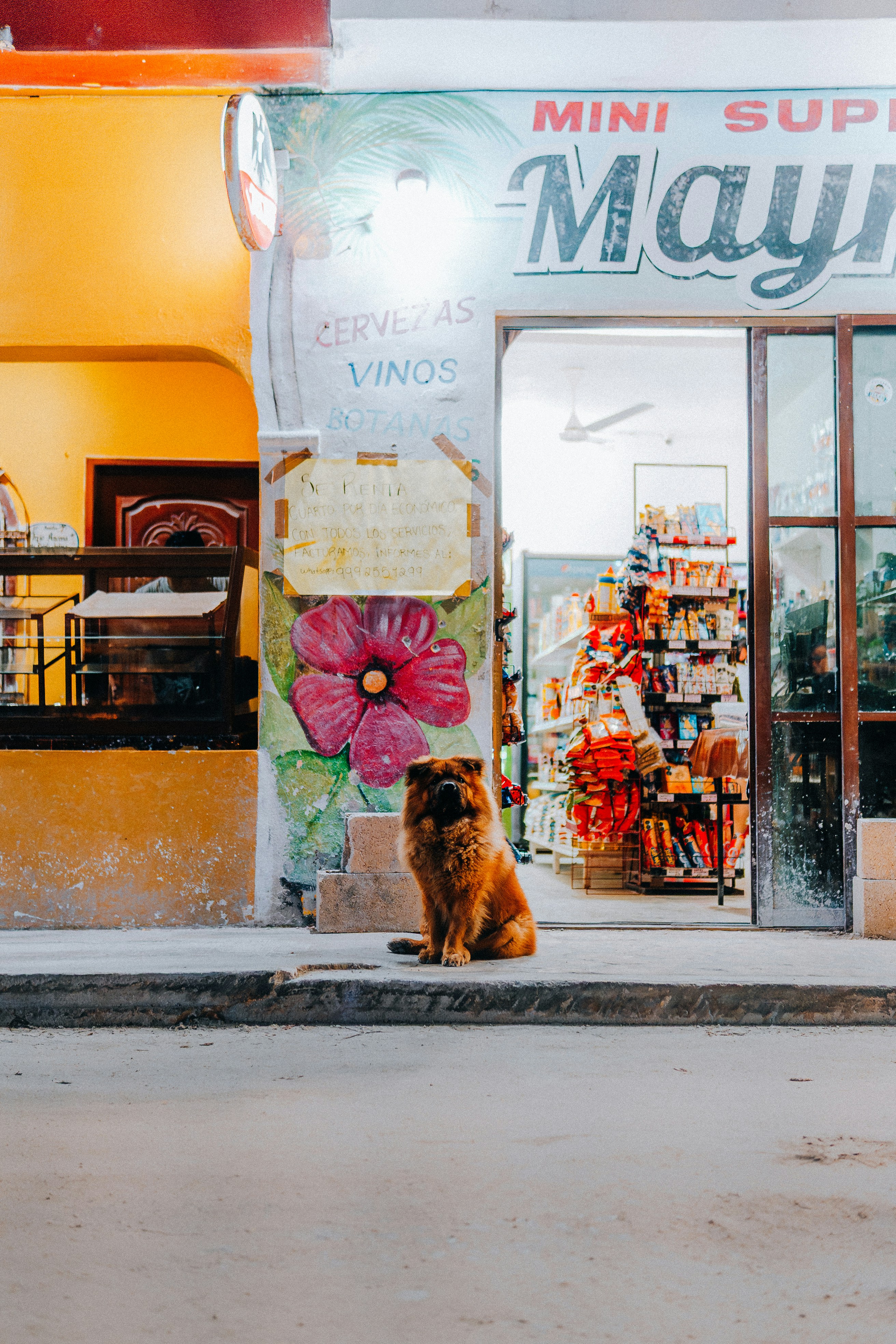 A dog sits outside a small convenience store.