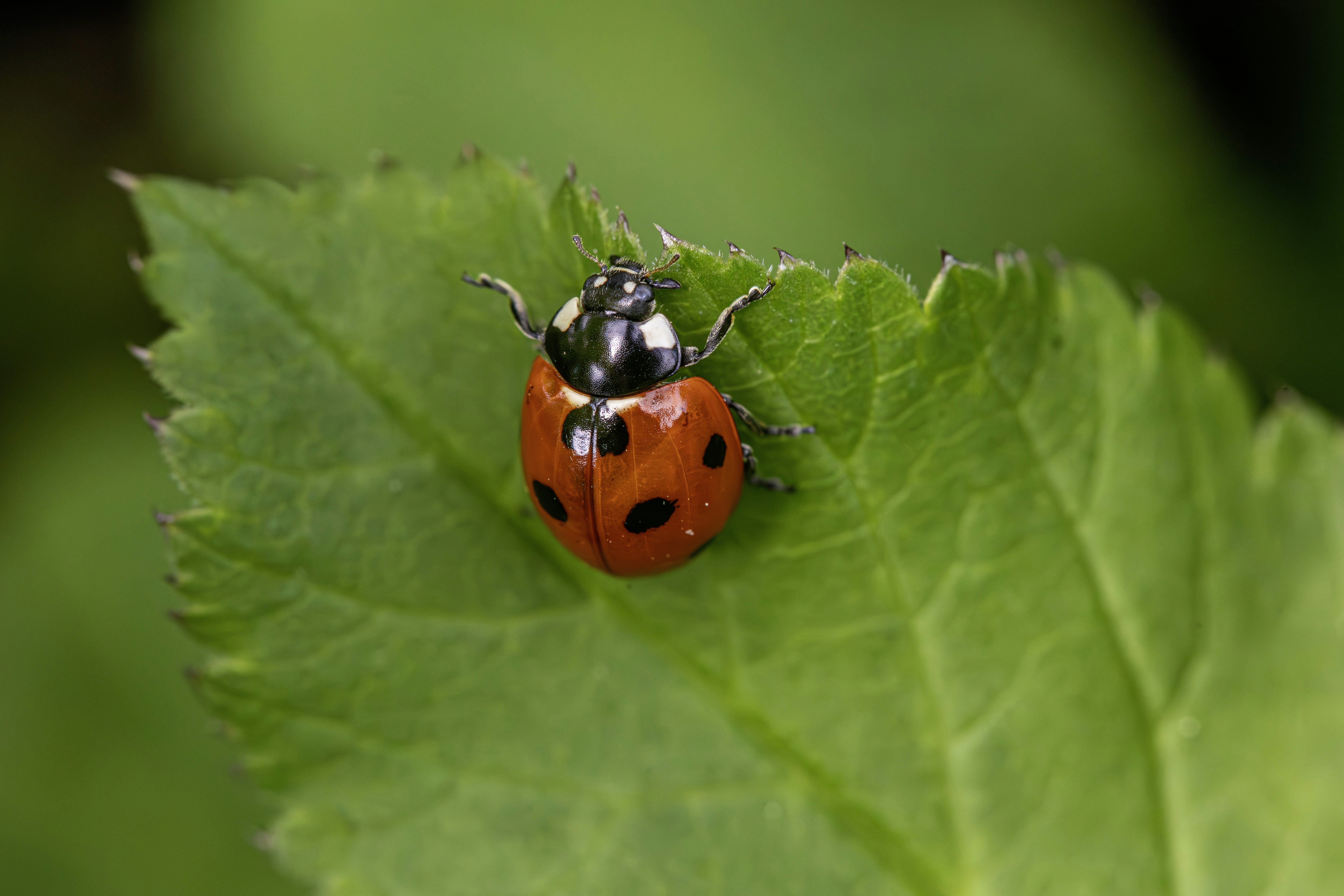 Photo by erik_karits