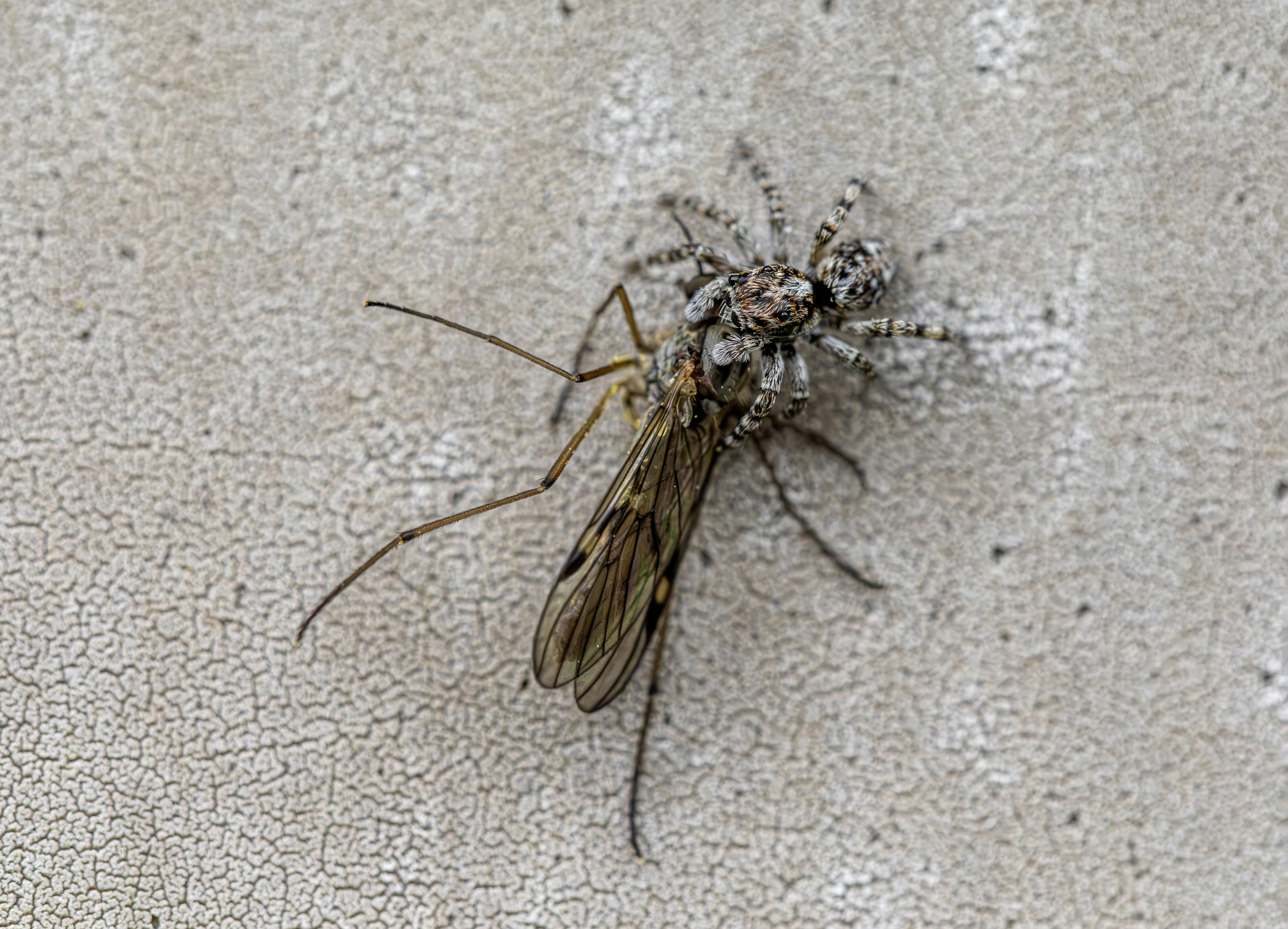 A close-up image of a common house spider crawling on a white wall.