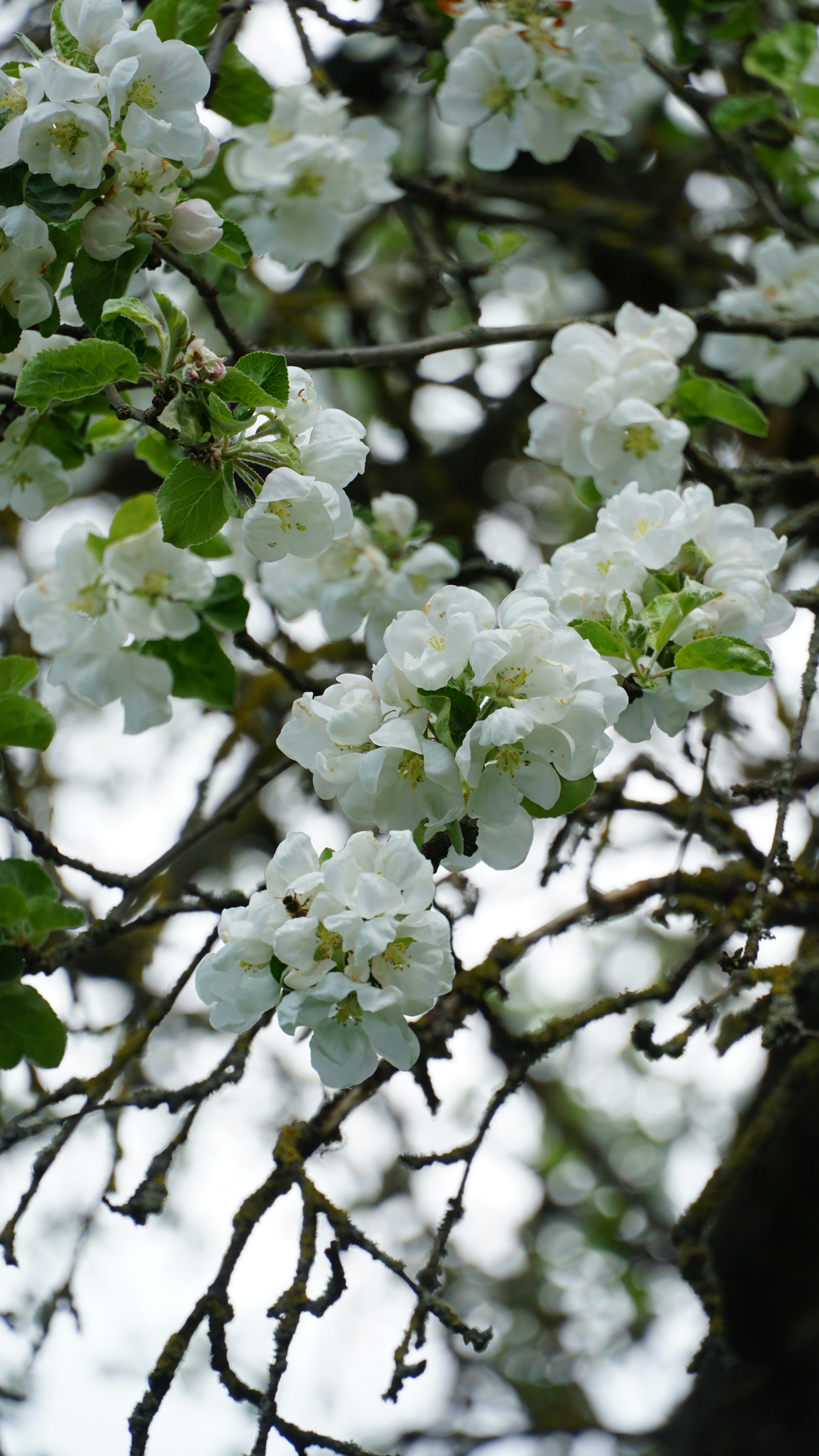 apple blossom wallpaper, wallpaper, Malic Acid for Acne: Gentle Exfoliation & Brighter Skin 6