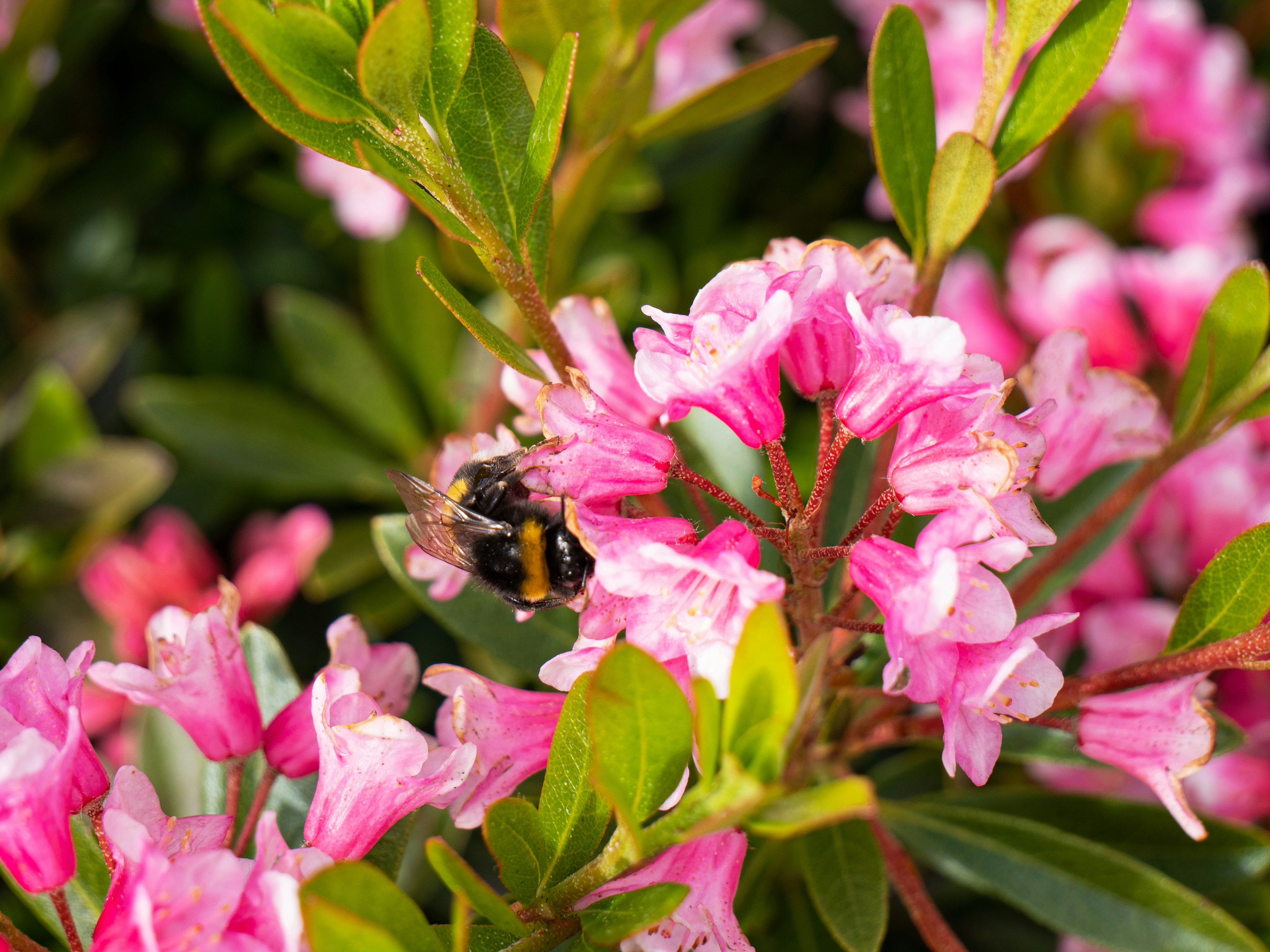 Photo by shaylabruins